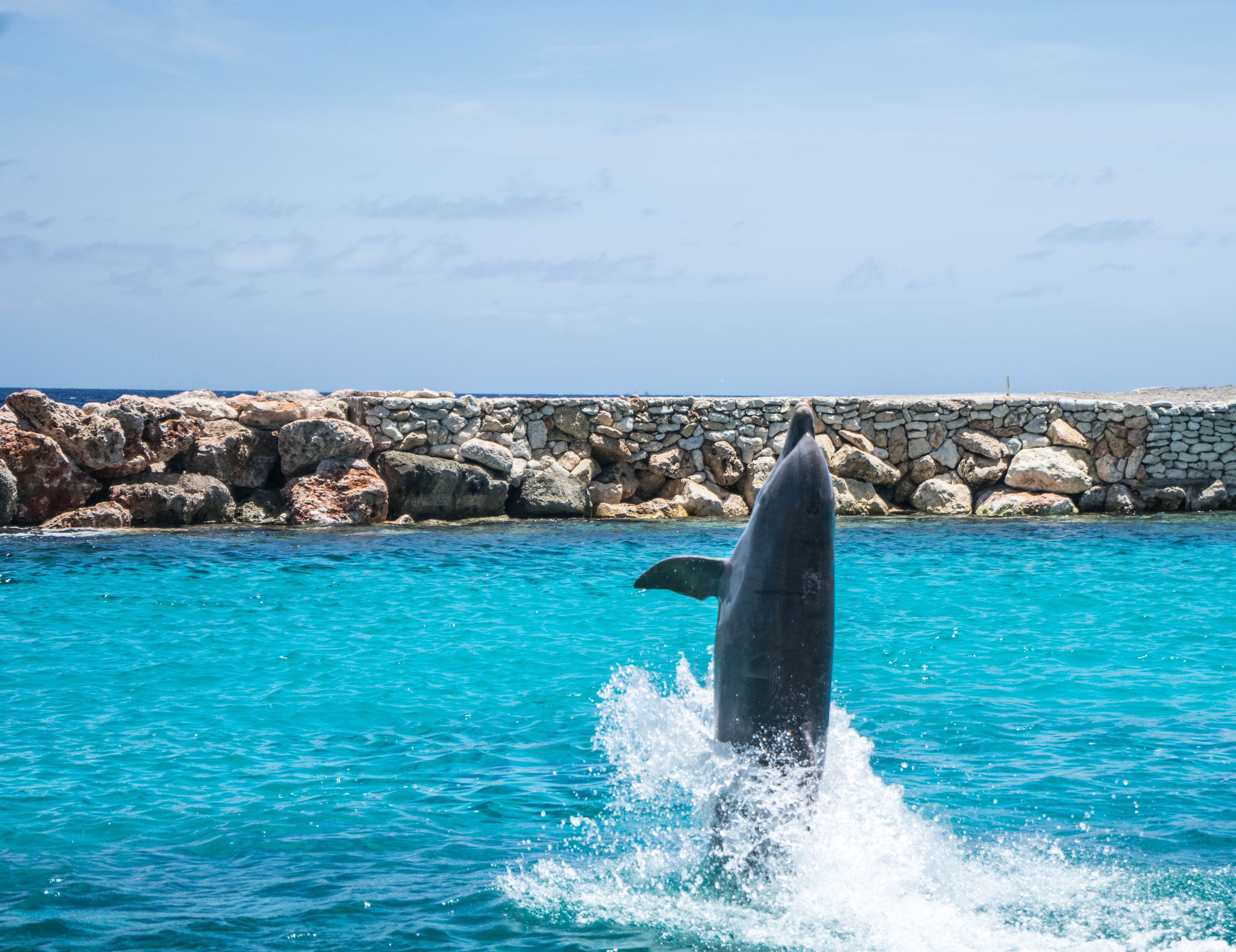 mammal, animal wildlife, fun, blue, playing, waterfront, wet, animal, ocean, entertainment, dolphins, sky, walking, aquarium, turquoise colored, fish, aquatic mammal, HD Wallpaper