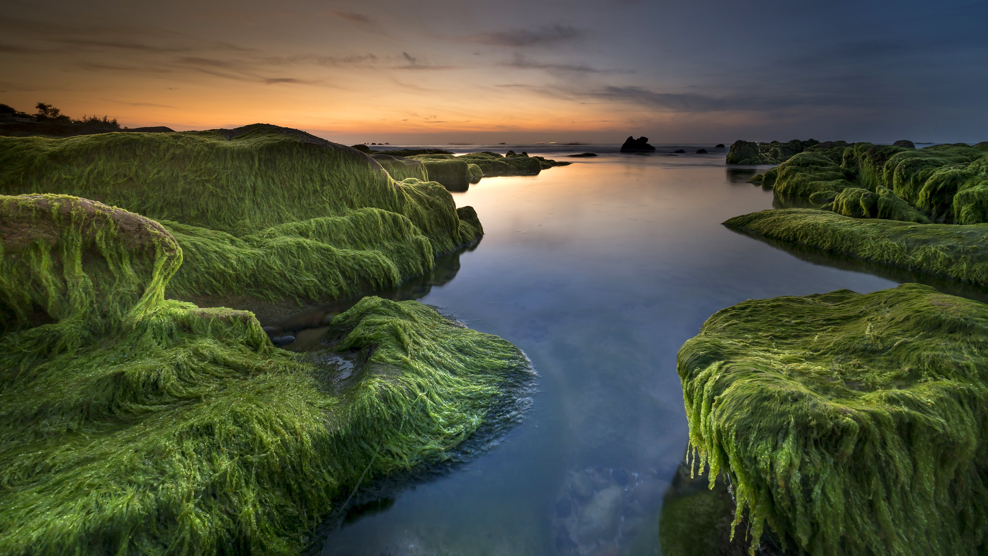 sunlight, seaweed, water, plants, nature, sky, 4K, HD Wallpaper