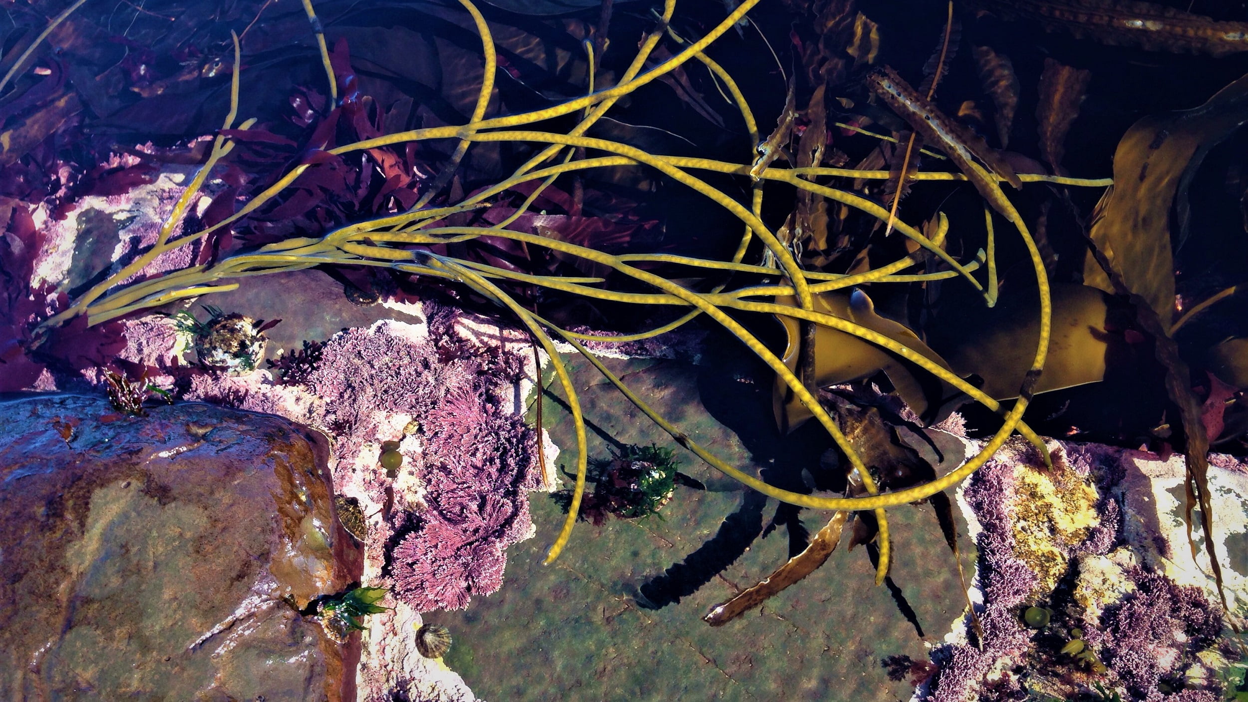1080P, nature, sea, seaweed, marine, water, animal, plant, rock, rock - object, coast, Northern Ireland, coastline, animals in the wild, animal wildlife, HD Wallpaper