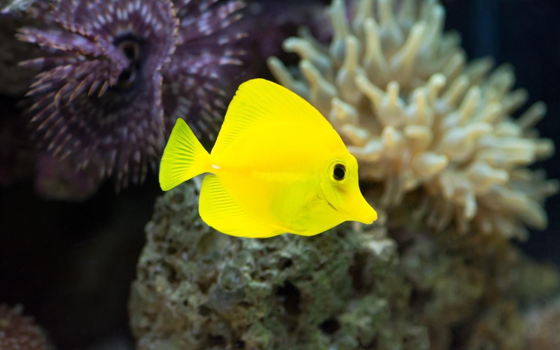 underwater, yellow, seaweed, 1080P, fish, HD Wallpaper
