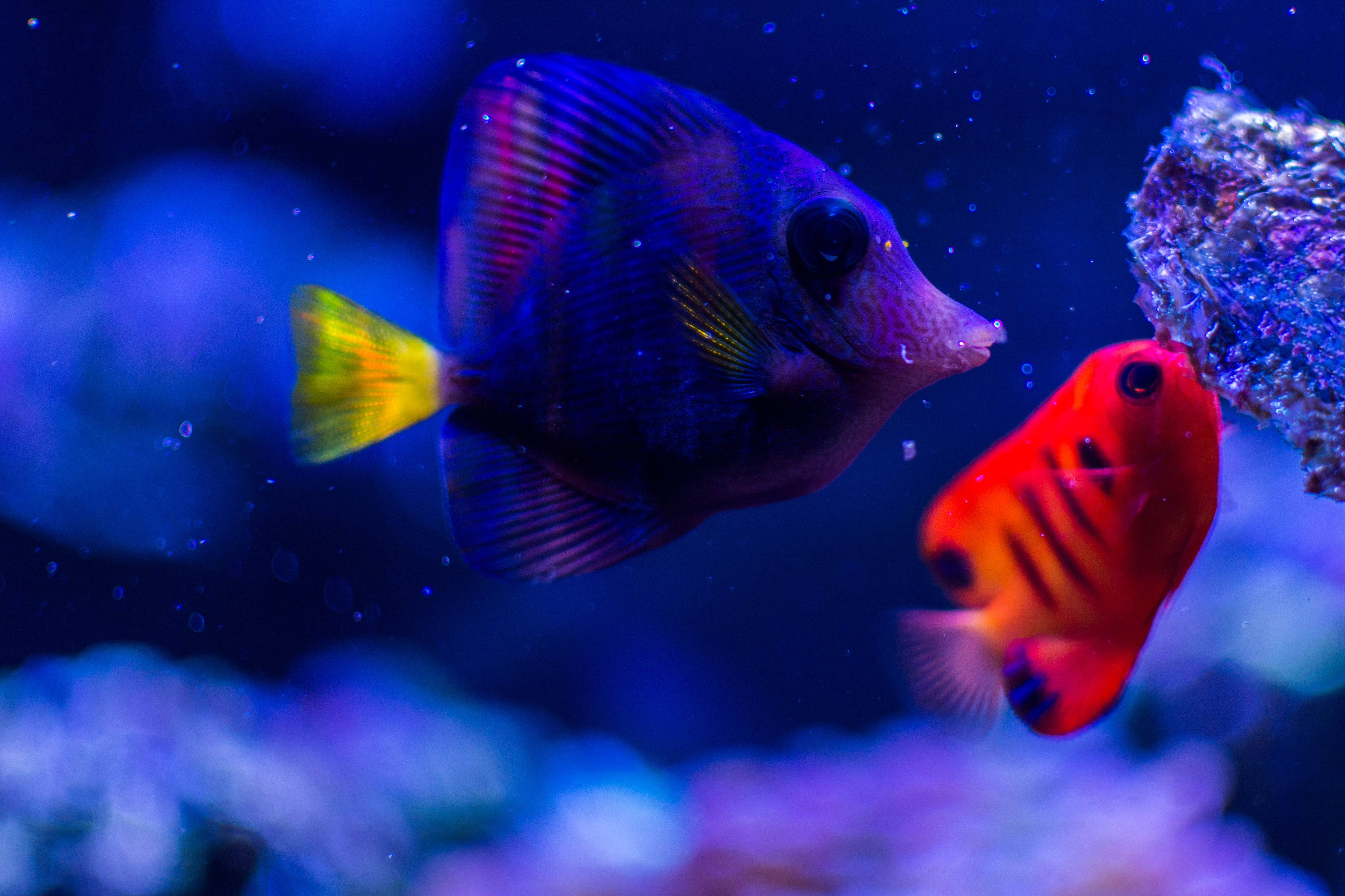 profile view, sea life, water, transparent, glass - material, sea, saltwater, vertebrate, animal wildlife, animals in the wild, flame angel, marine, tank, HD Wallpaper