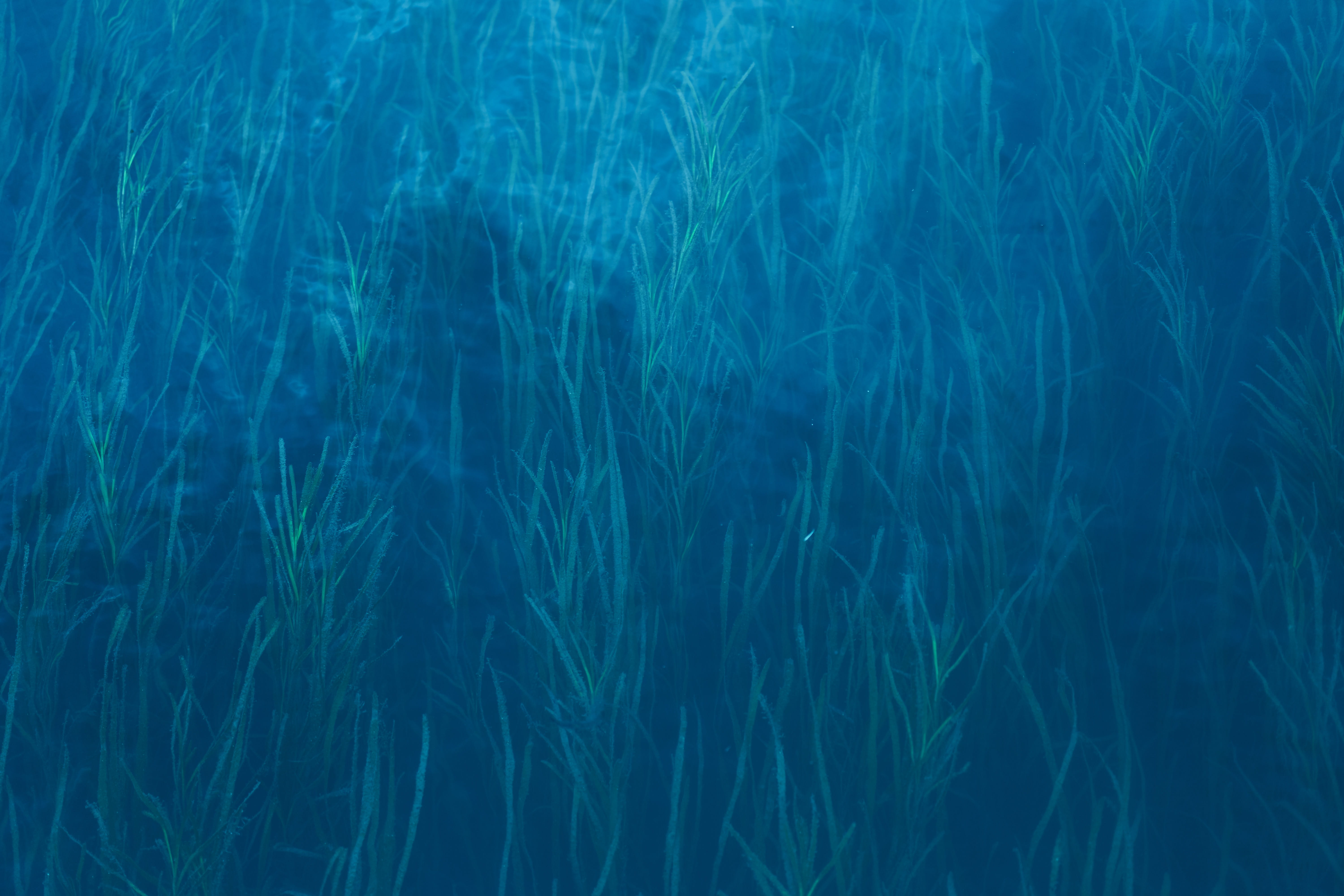nature, backgrounds, underwater, tranquil scene, abstract, clean, grass, full frame, japan, growth, 5K, motion, lake, outdoors, day, tranquility, setouchi, HD Wallpaper