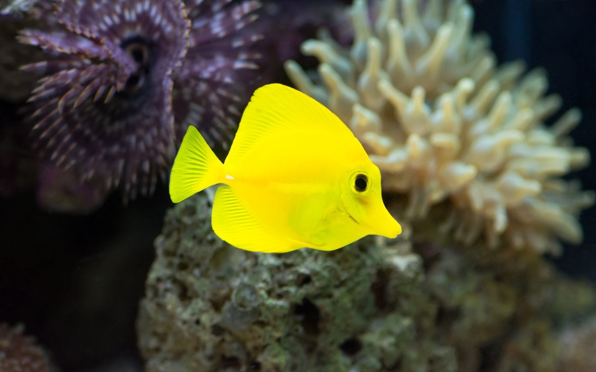 seaweed, deep, forceps, vertebrate, marine, saltwater Fish, water, tropical Fish, sea Life, undersea, wildlife, animal wildlife, underwater, swimming, multi Colored, HD Wallpaper