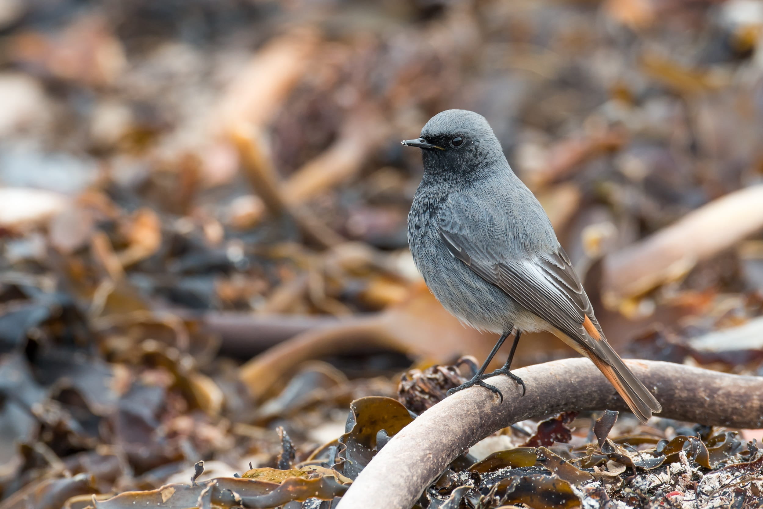 selective, black redstart, animal themes, 1080P, beauty in nature, animals in the wild, tang, helgoland, plant part, photography, gray, grey, seaweed, HD Wallpaper