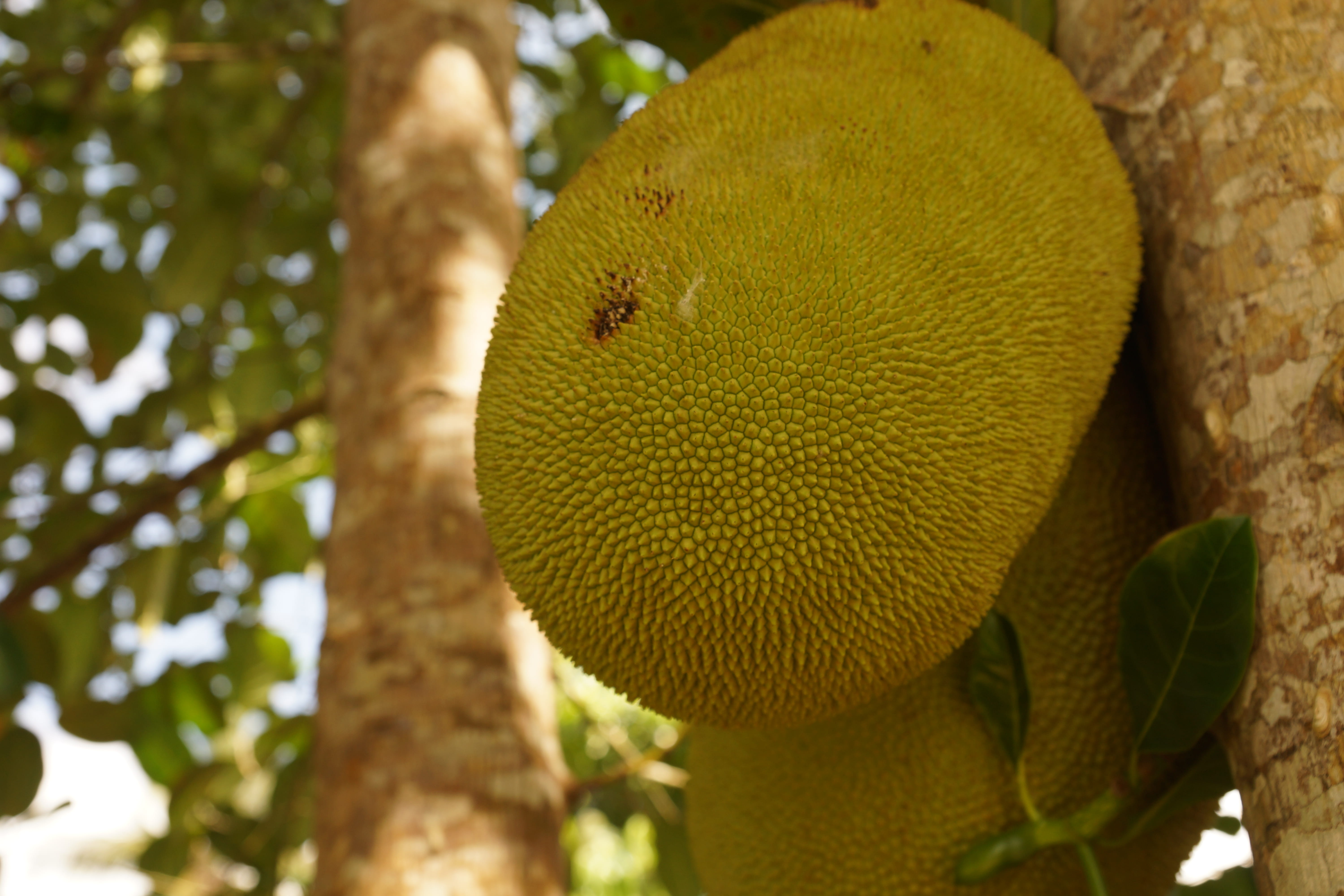 close-up, focus on foreground, zanzibar, fruit, tanzania, growth, animal, animal wildlife, animal themes, unguja, one animal, yellow, tree, animals in the wild, HD Wallpaper