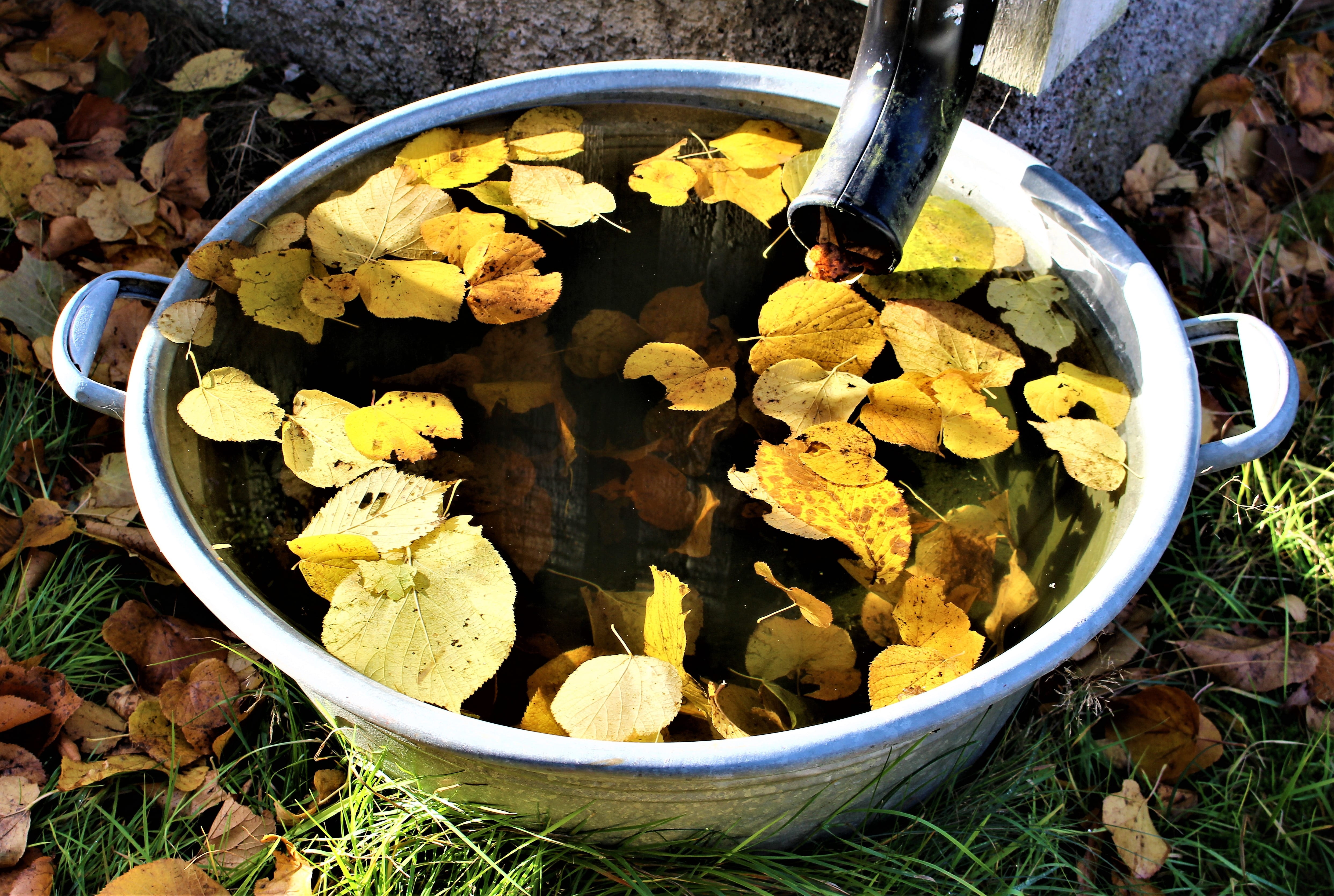 plants, colorful, outdoor, rain, mirroring, outdoors, autumn, brown leaves, fallen leaves, directly above, container, barrel, scabbard, high angle view, HD Wallpaper