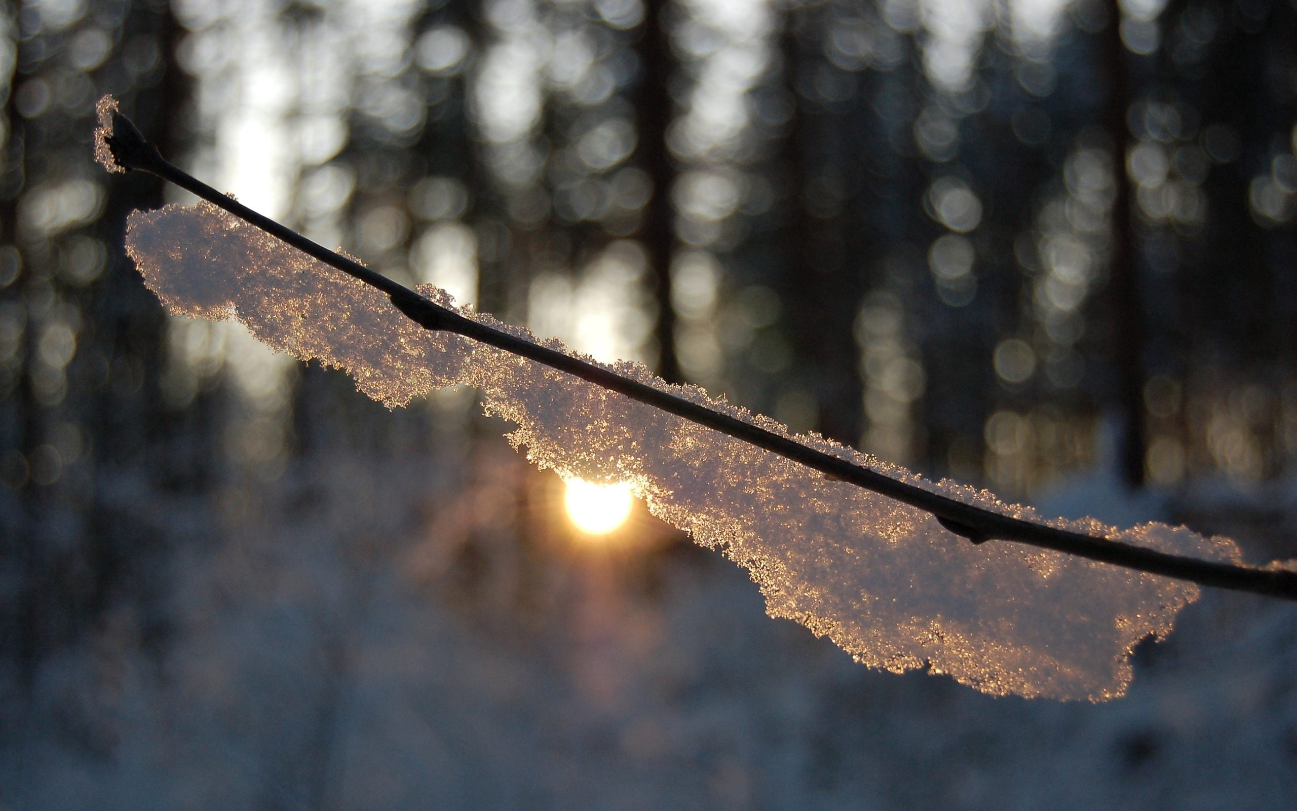 forest, branch, backgrounds, outdoors, leaf, tree, season, day, woodland, nature, snow, hand saw, environment, wood, close-up, plant part, frost, cold temperature, HD Wallpaper