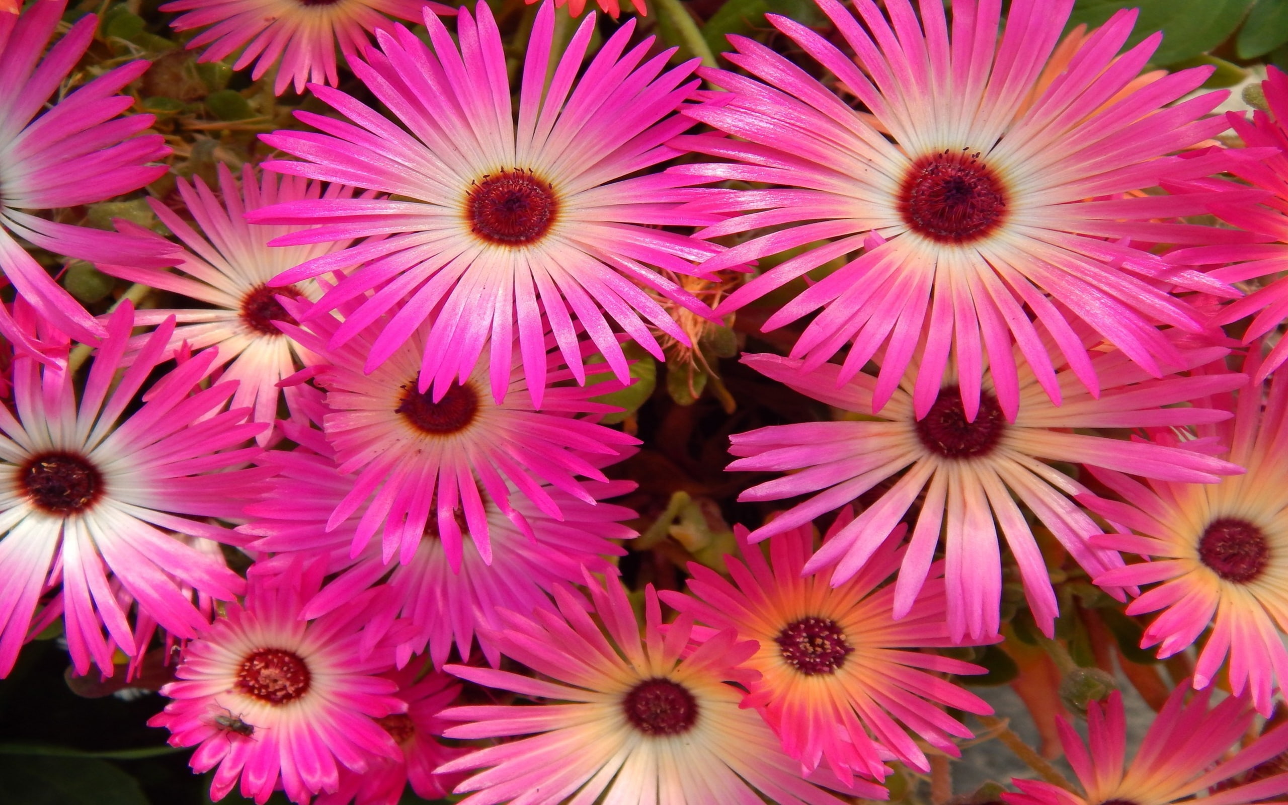 ice, e, 2K, flower, ww, HD Wallpaper
