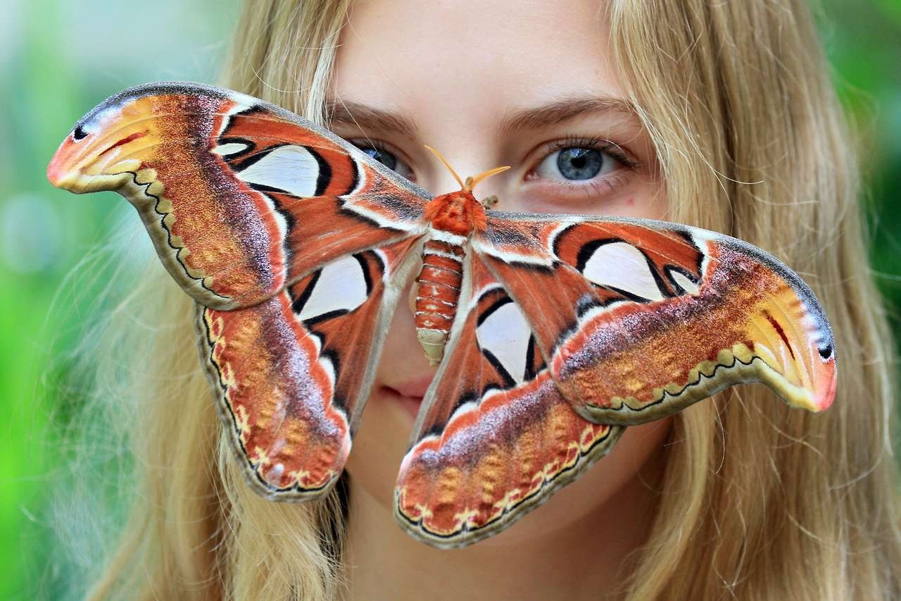 moth, adult, young women, focus on foreground, moths, looking at camera, one person, portrait, 720P, child, teenager, females, hair, human face, one animal, HD Wallpaper