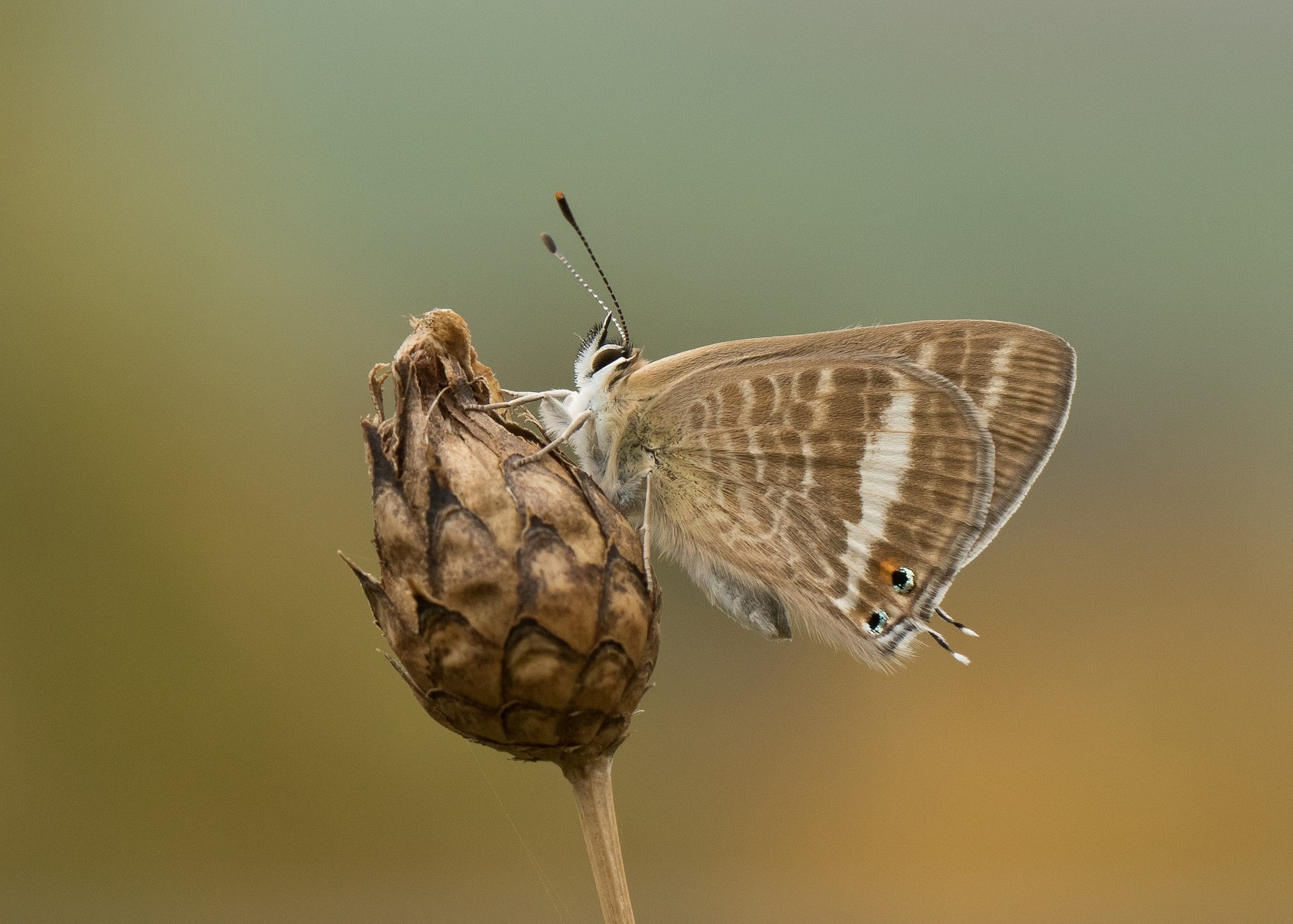 butterfly - insect, moth, plant, one animal, animals in the wild, perching, close-up, animal themes, side view, animal wildlife, 1080P, nature, colored background, HD Wallpaper