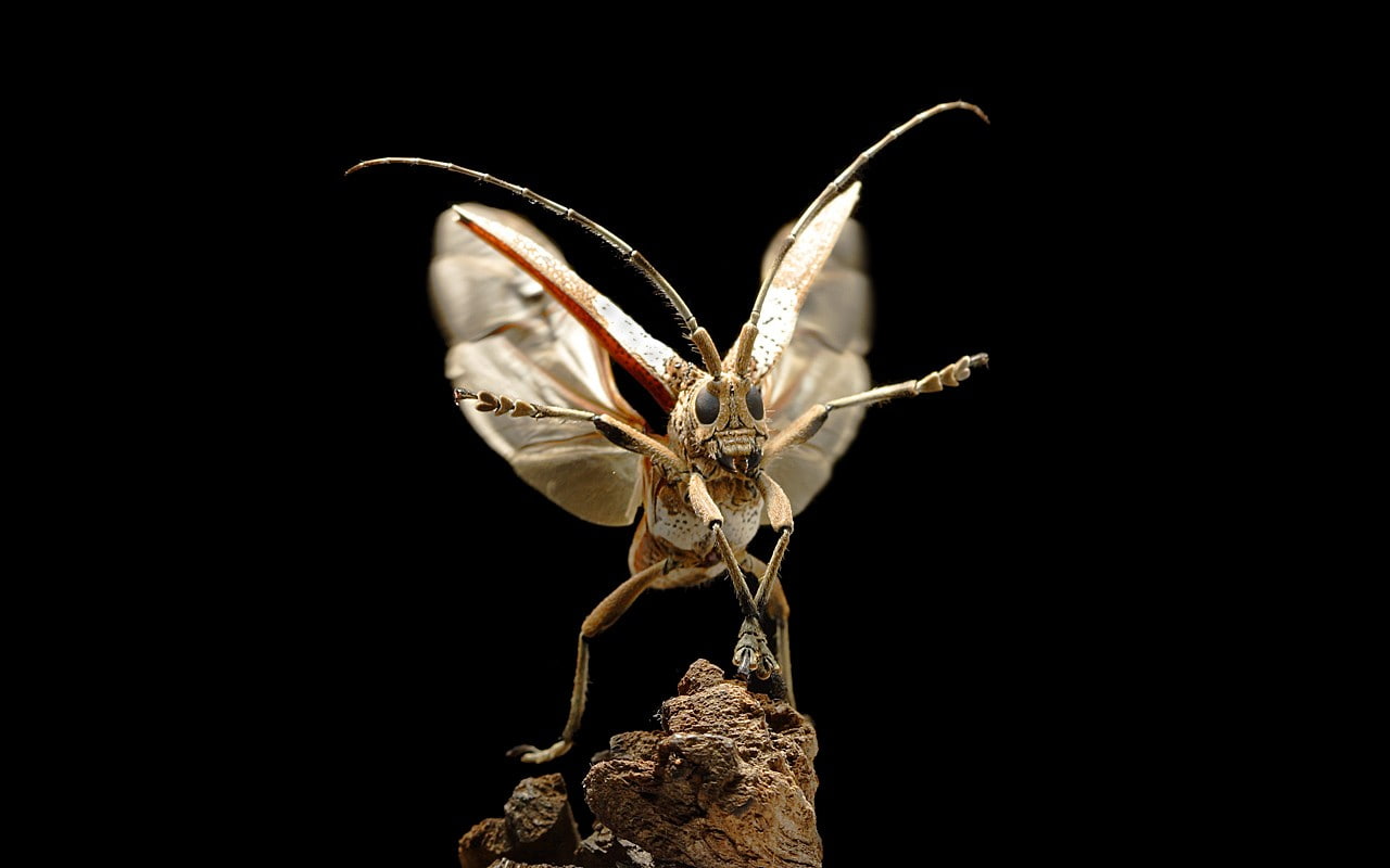 black background, animal, copy space, animal body part, animal themes, focus on foreground, one animal, body part, 720P, animal wing, close-up, moths, HD Wallpaper