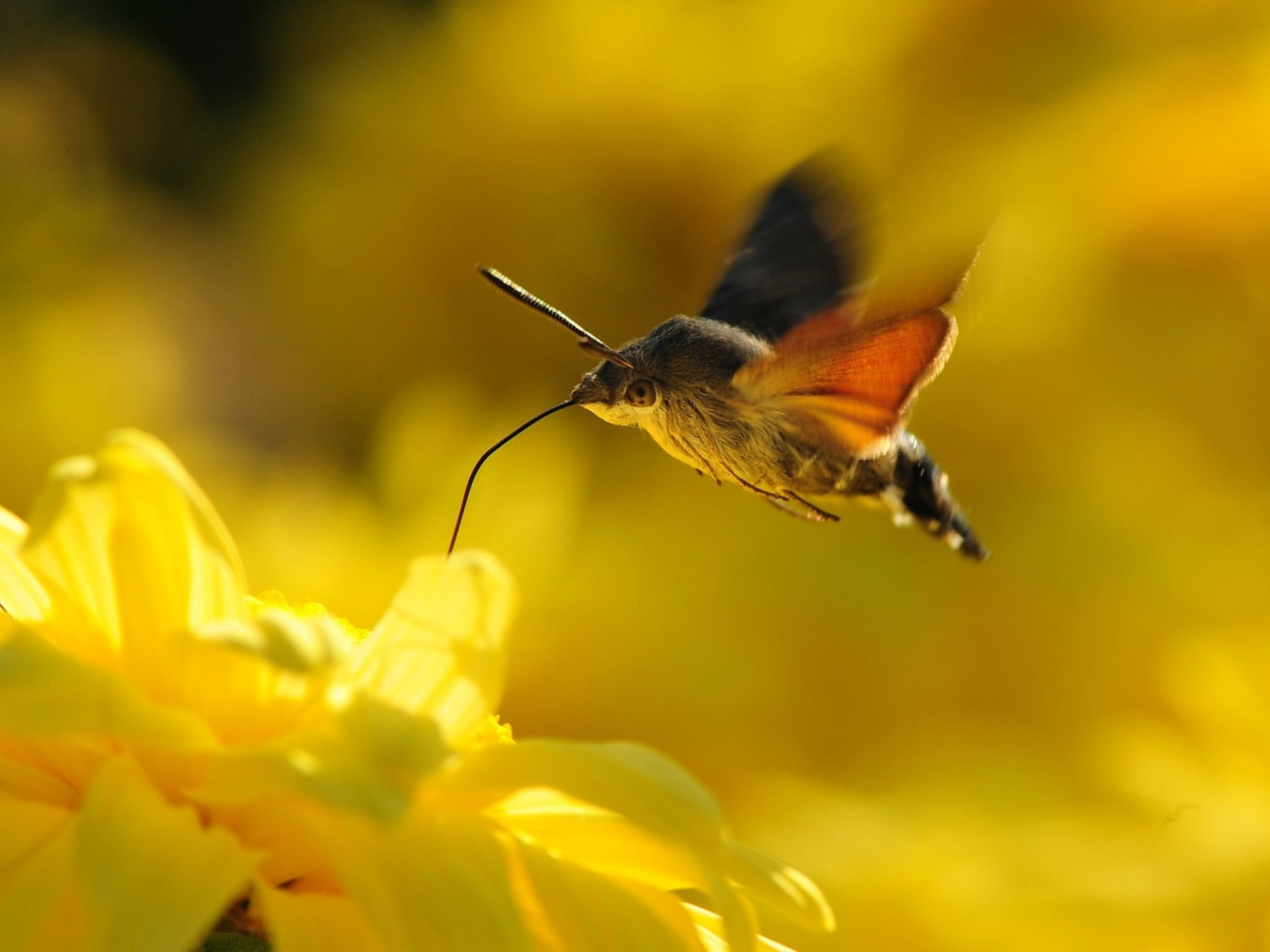 nature, plant, animal themes, petal, close-up, invertebrate, yellow flowers, growth, no people, animals in the wild, flower, insect, one animal, flowering plant, HD Wallpaper