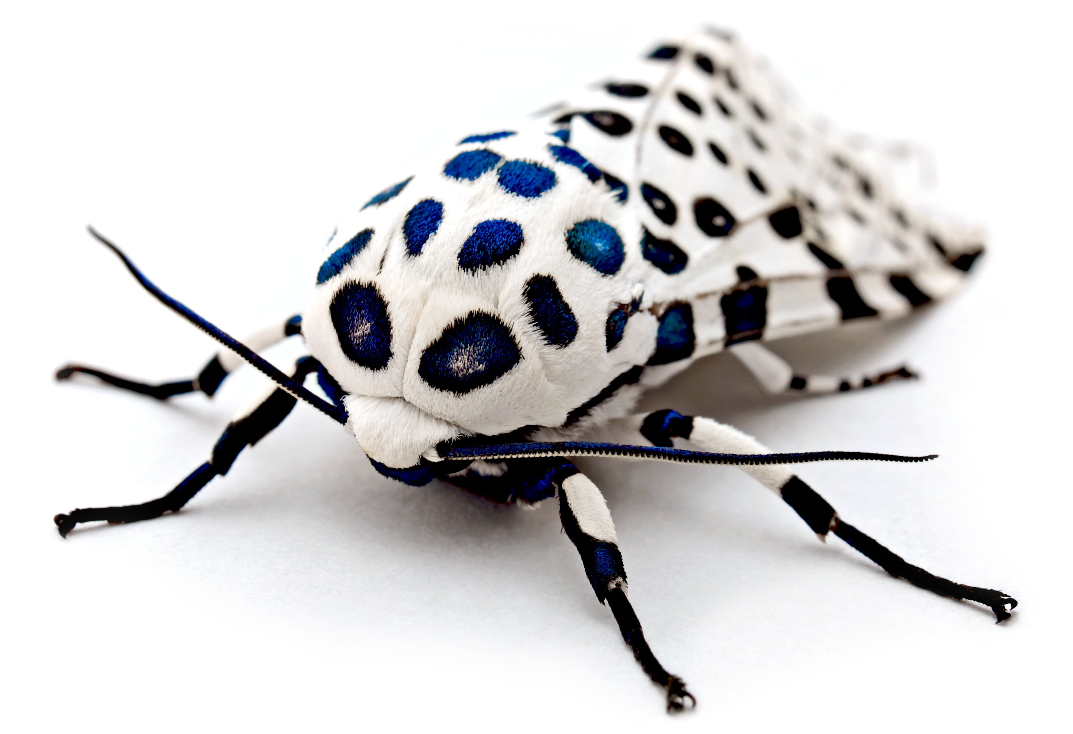 animal Wildlife, backgrounds, arthropod, cut Out, pest, isolated, beetle, spotted, full Length, white Background, entomologist, animal Antenna, animal head, HD Wallpaper