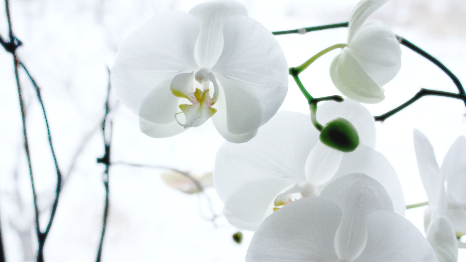 flowering plant, day, growth, flowers, pollen, no people, orchids, beauty in nature, freshness, white, outdoors, inflorescence, petal, close, springtime, HD Wallpaper