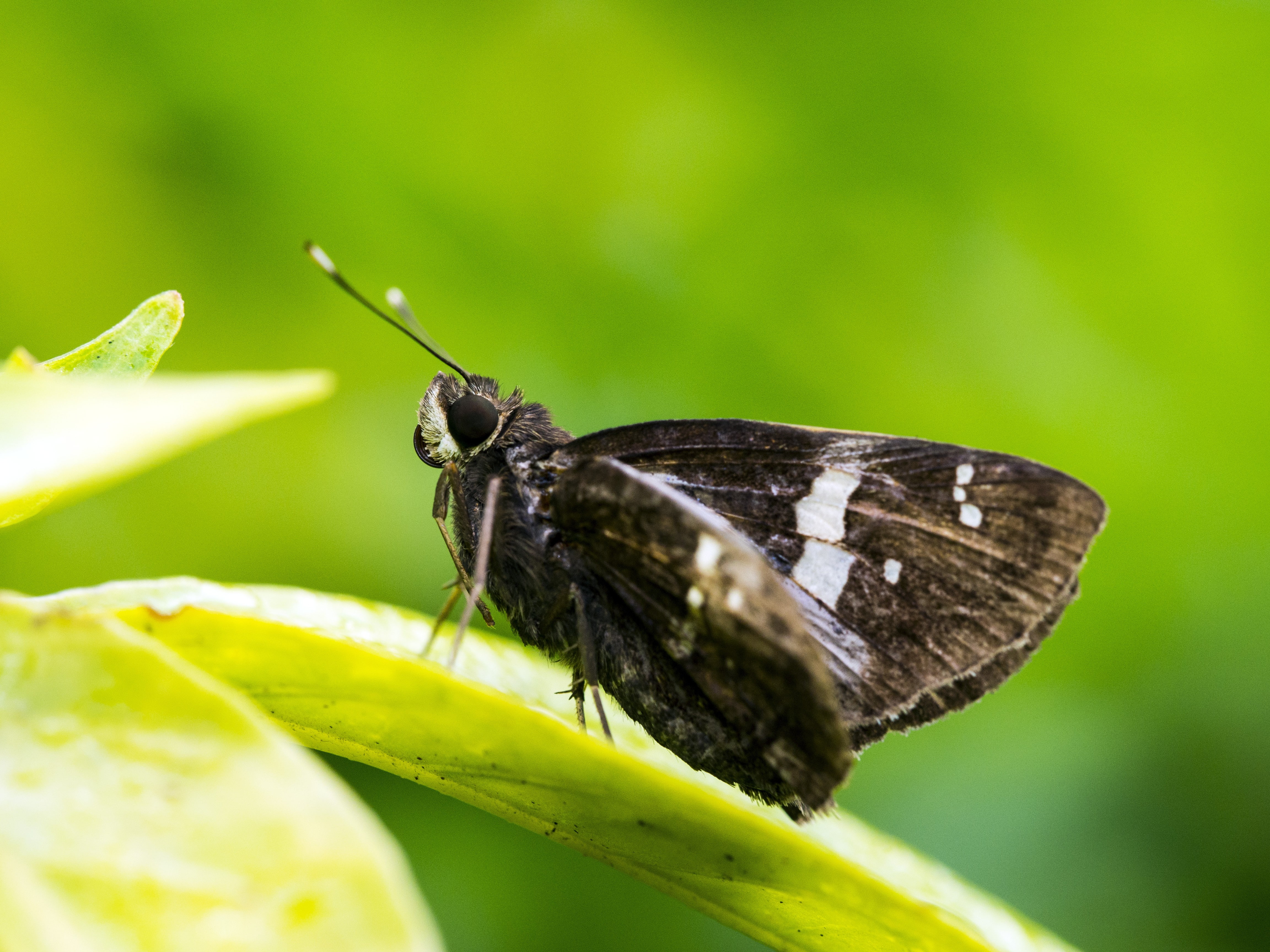 plant part, close-up, insect, leaves, nature, animals in the wild, animal body part, butterfly - insect, green color, invertebrate, animal themes, selective focus, HD Wallpaper