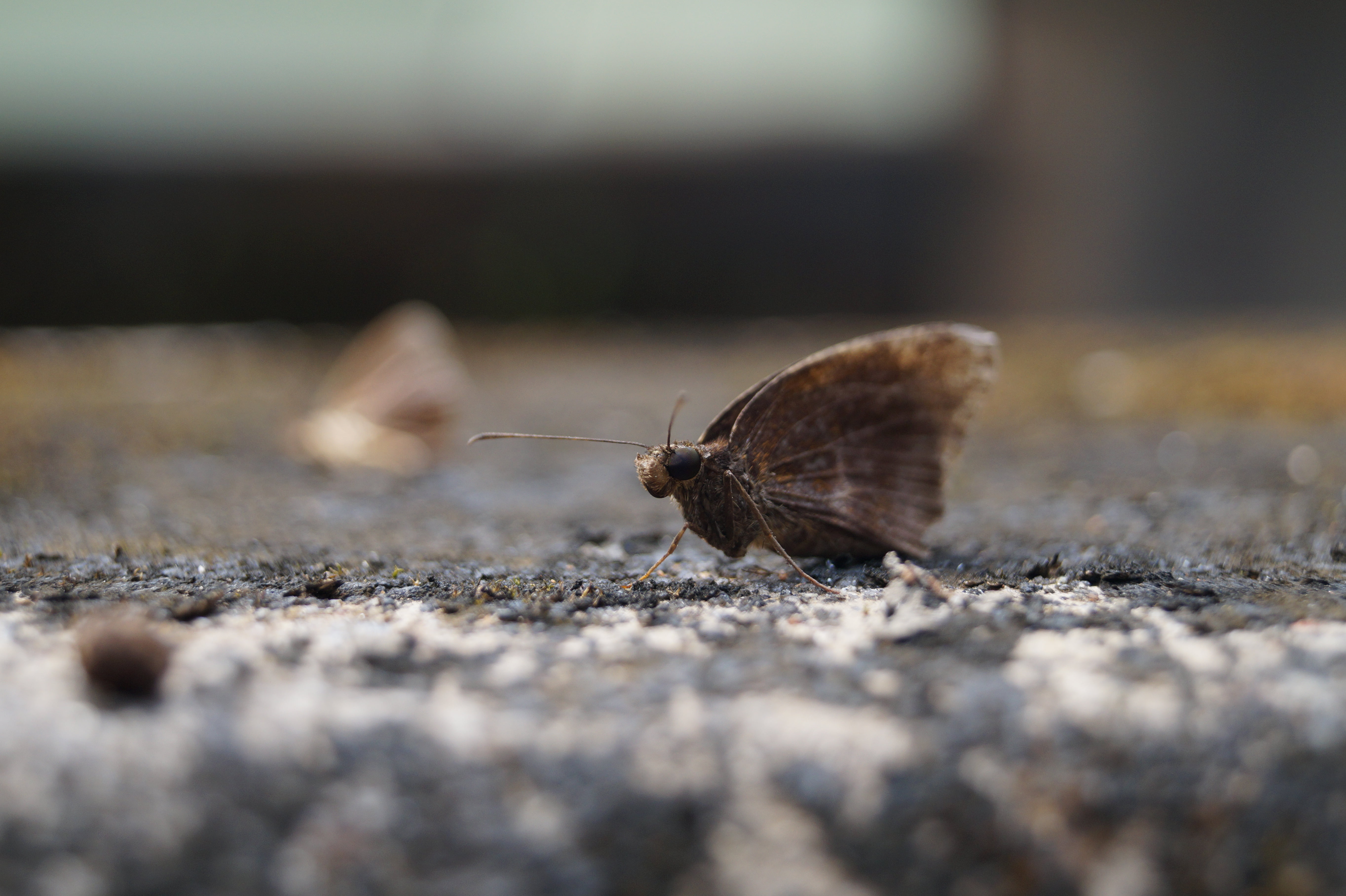 moth, animal themes, one animal, selective focus, outdoors, butterfly - insect, animal wildlife, full length, animal body part, close-up, butterfly, insect, HD Wallpaper
