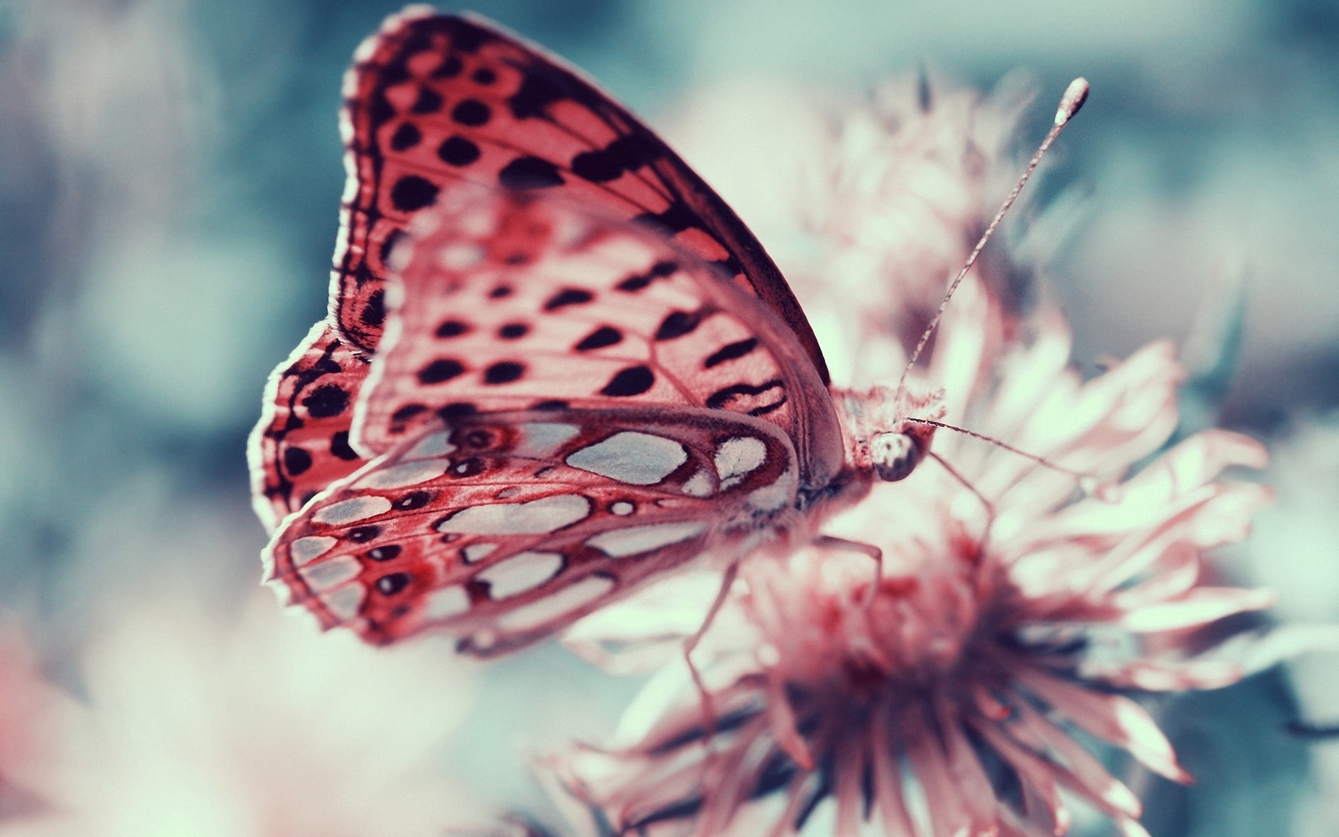 butterfly, moths, insect, macro, 1080P, HD Wallpaper