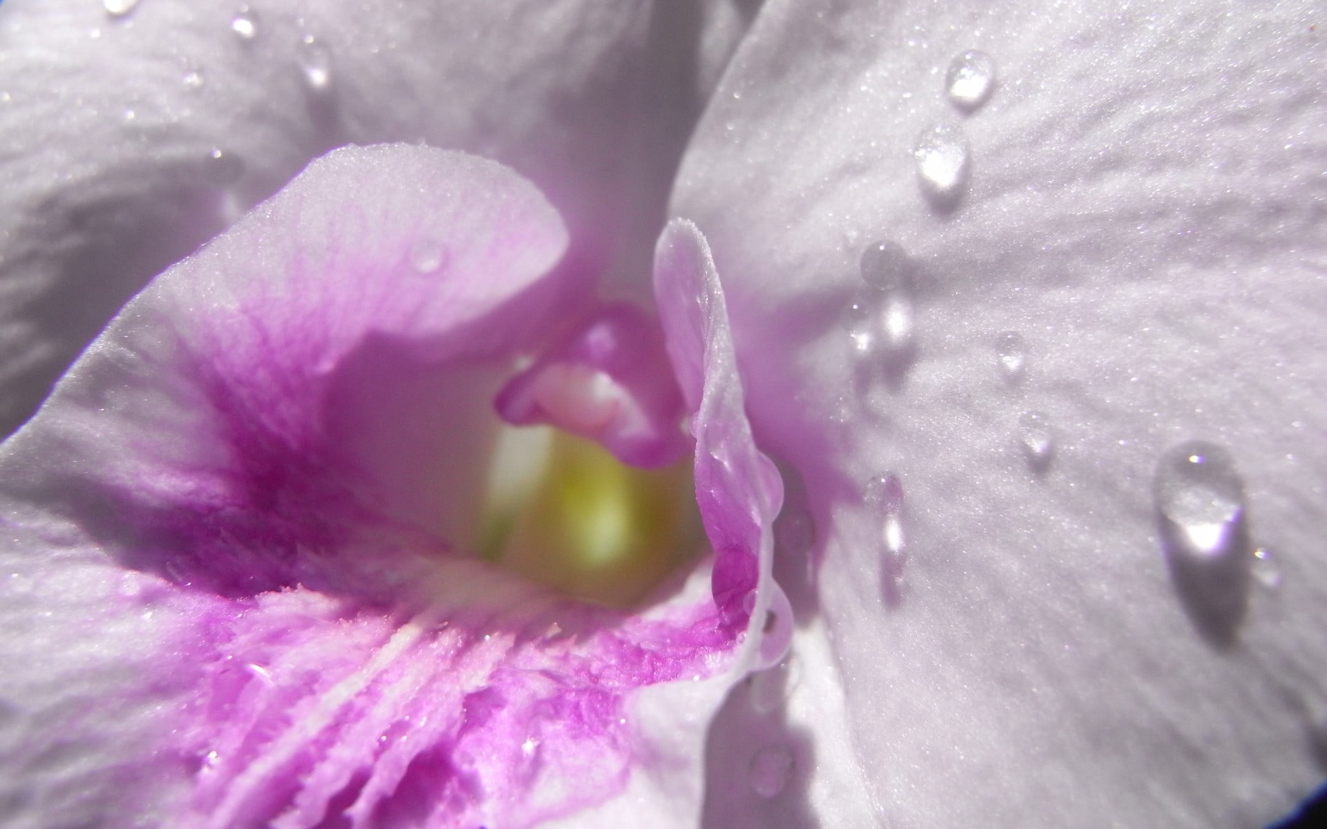pink, extreme close-up, plant, growth, drop, softness, flower head, flowers, moth, purple, flowering plant, flower, macro, nature, full frame, inflorescence, HD Wallpaper