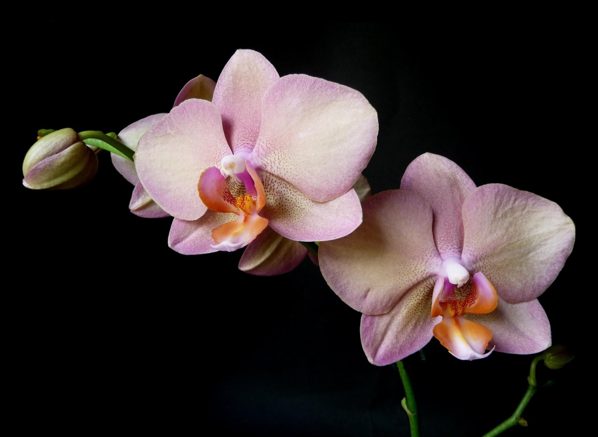 fragility, pollen, 1080P, beauty, pink, frangipani, flower arrangement, isolated, elegance, orchid, flower, close-up, moth, blossom, branch, tropical Climate, HD Wallpaper