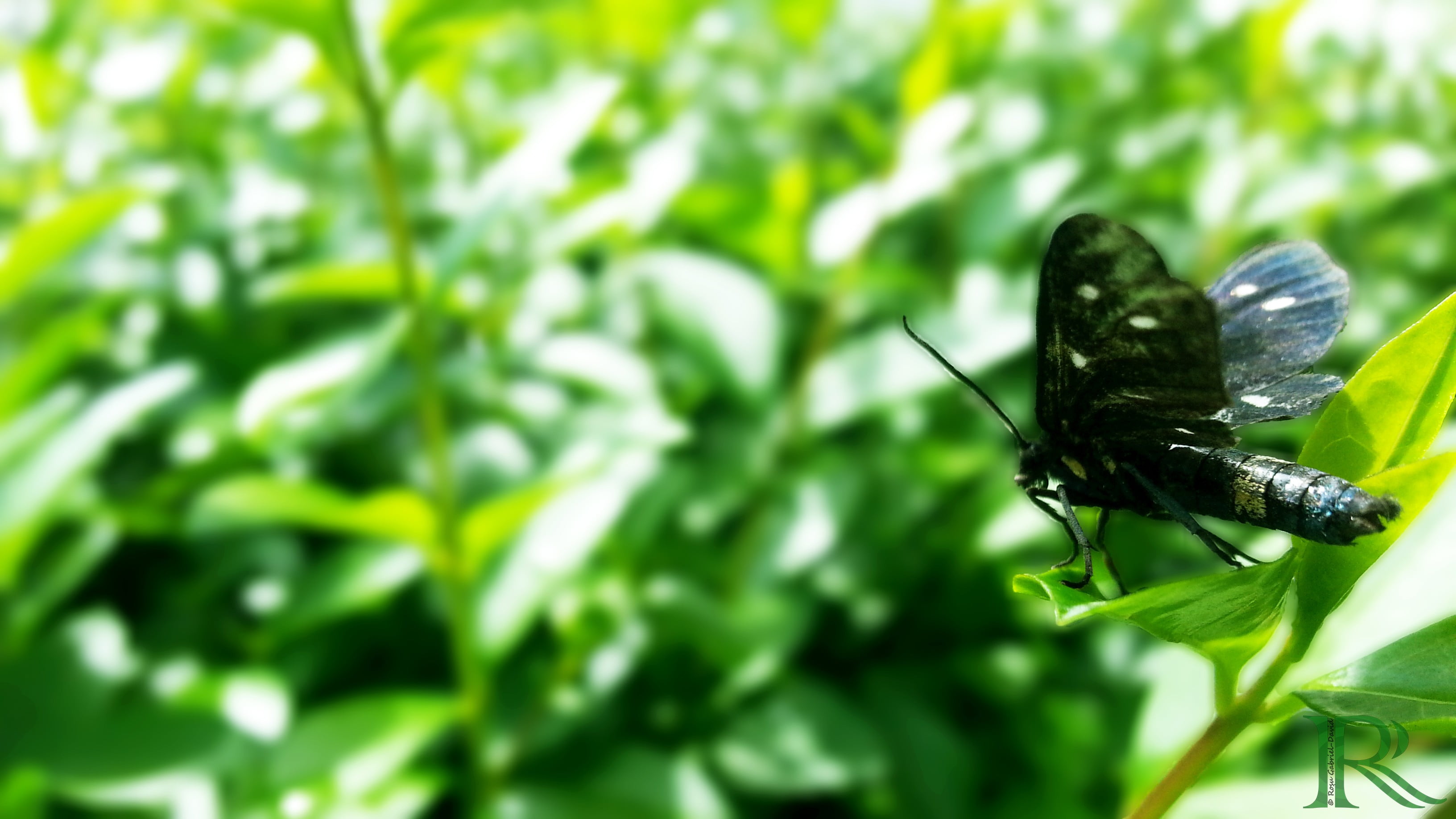close-up, 2K, black color, one animal, animal, beauty in nature, invertebrate, animals in the wild, plant, animal wildlife, no people, insect, animal themes, HD Wallpaper
