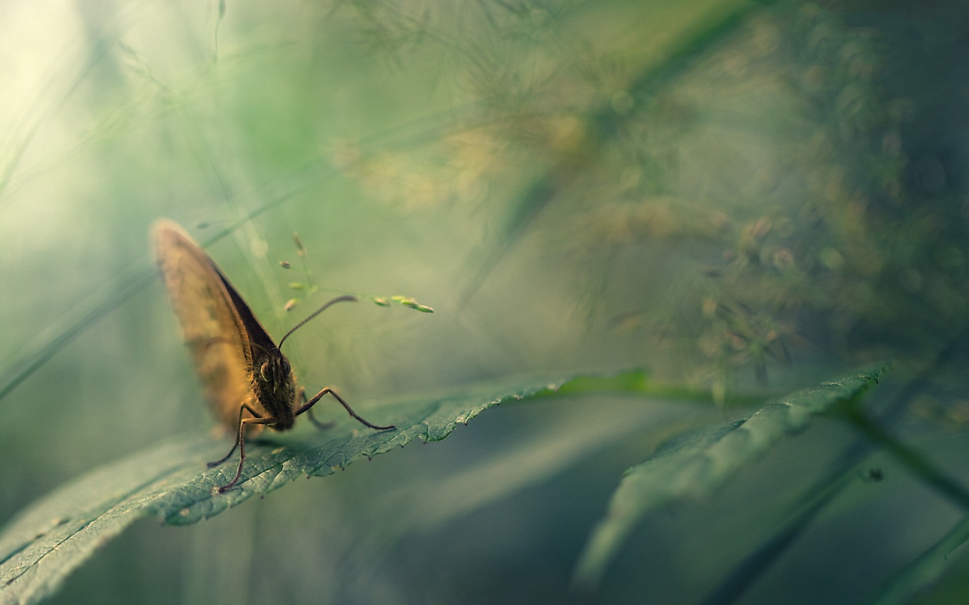 1080P, plant part, outdoors, focus on foreground, close-up, one animal, selective focus, animal wing, animals in the wild, day, no people, animal wildlife, HD Wallpaper