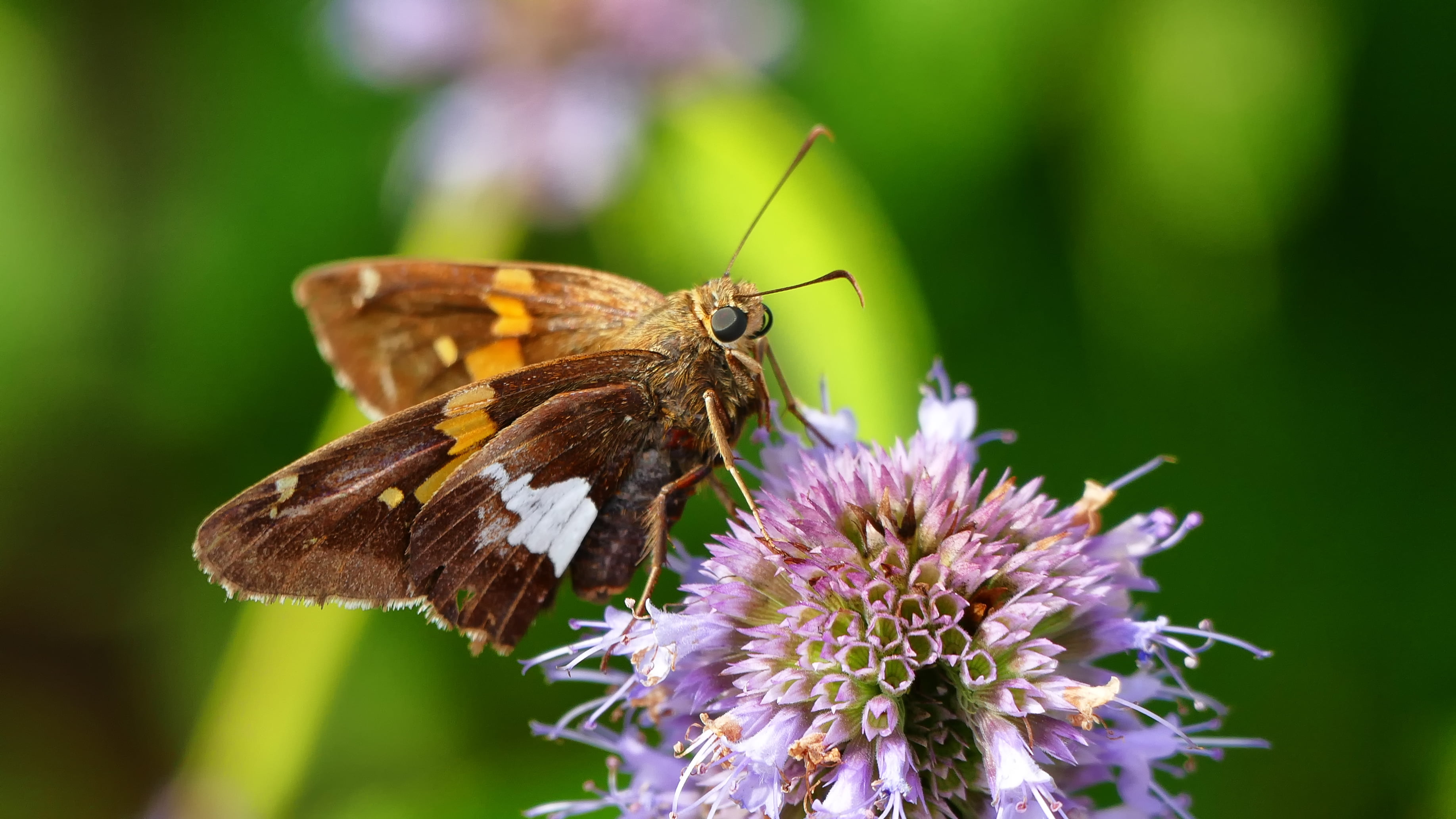 flower, insect, animal, close-up, moth, 2K, nature, macro, summer, butterfly - Insect, animal Wing, beauty In Nature, brown, HD Wallpaper