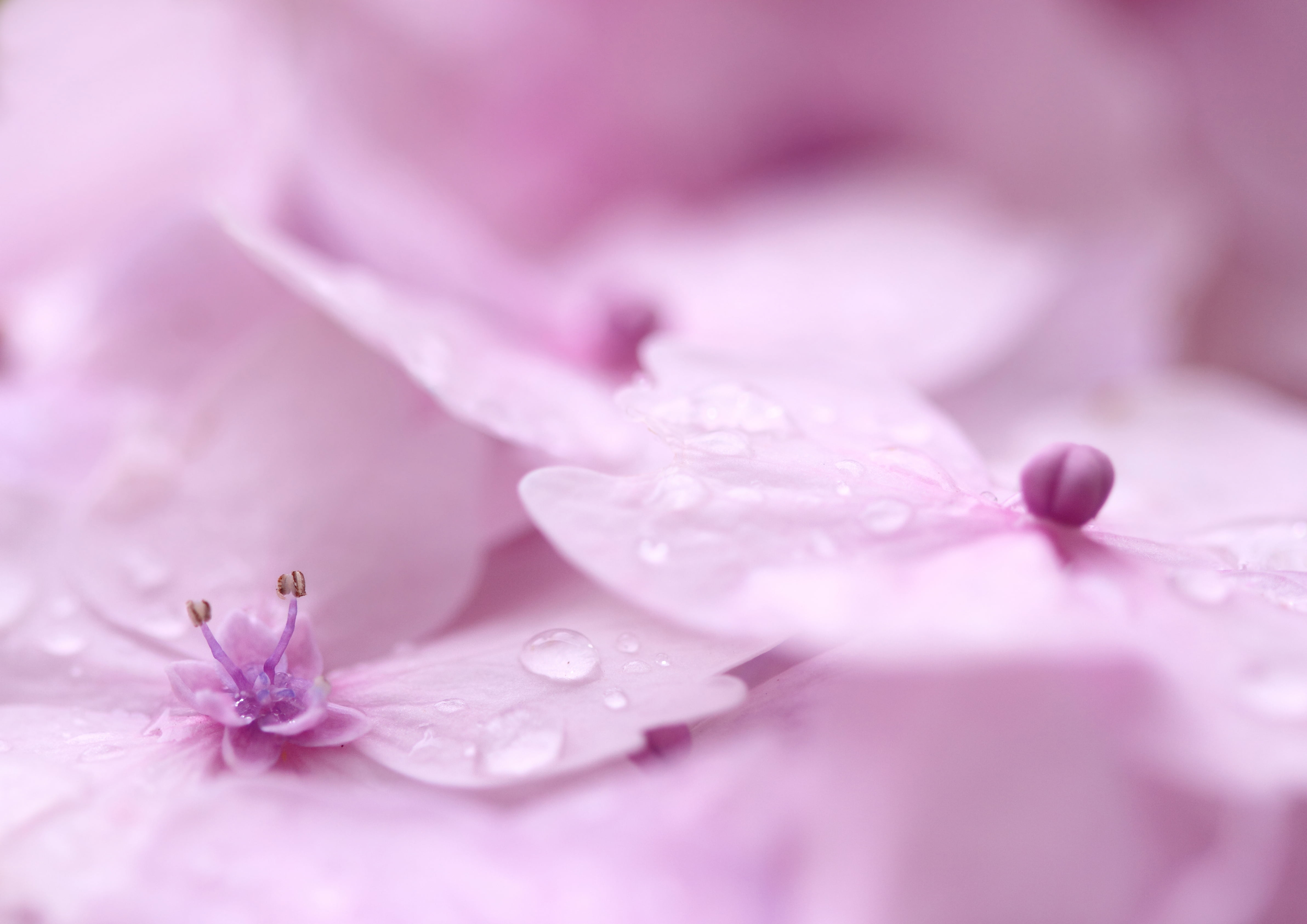 hortensias, hortensia, moth, fleurs, flower, plant, macro, hydrangea, pink, beauty In Nature, petal, rose  pink, nature, flower Head, orchid, blossom, freshness, HD Wallpaper