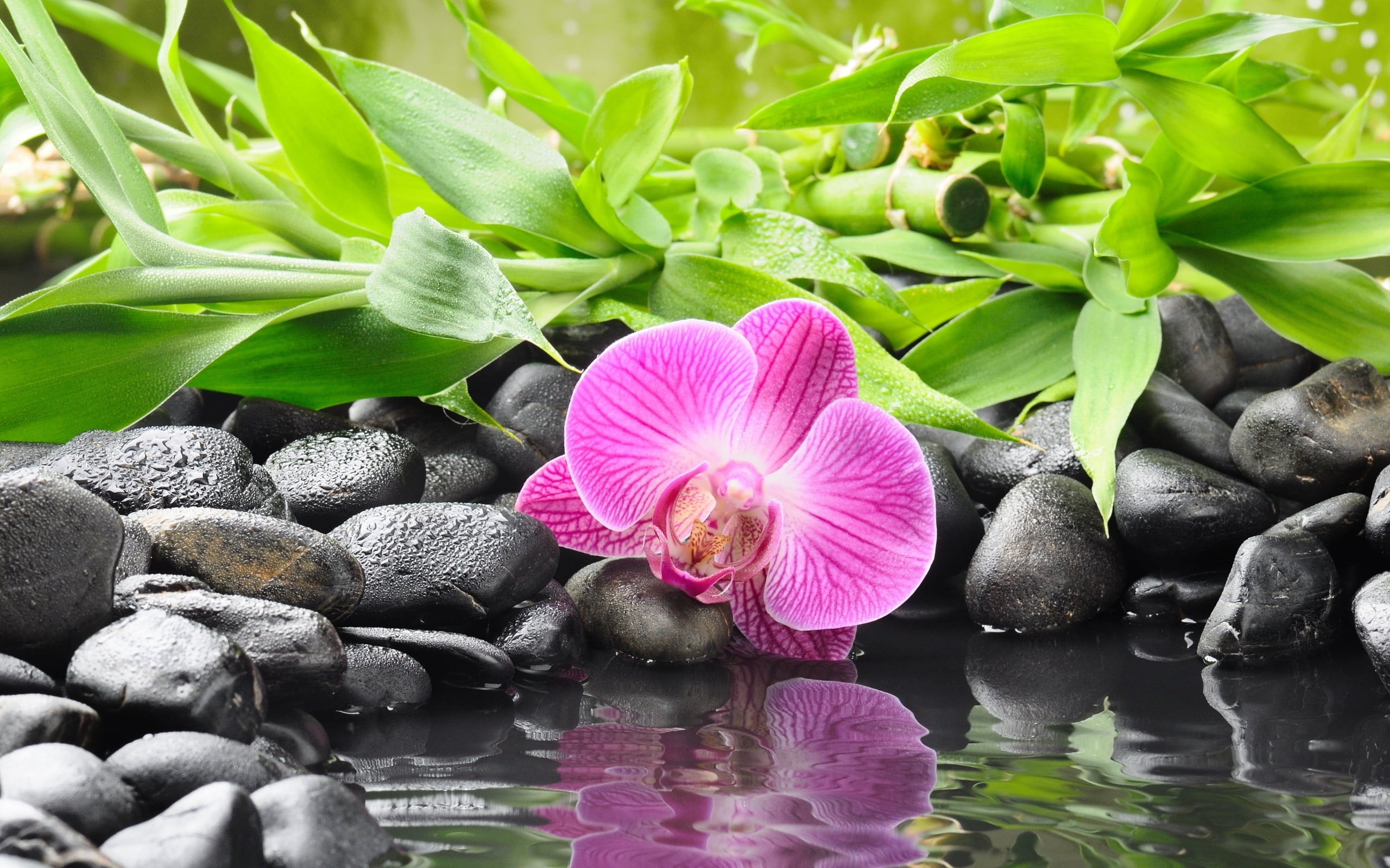 green color, day, fragility, pebble, growth, purple, plant, water, stones, rock, Flowers, freshness, close-up, plant part, flower, pink, vulnerability, HD Wallpaper