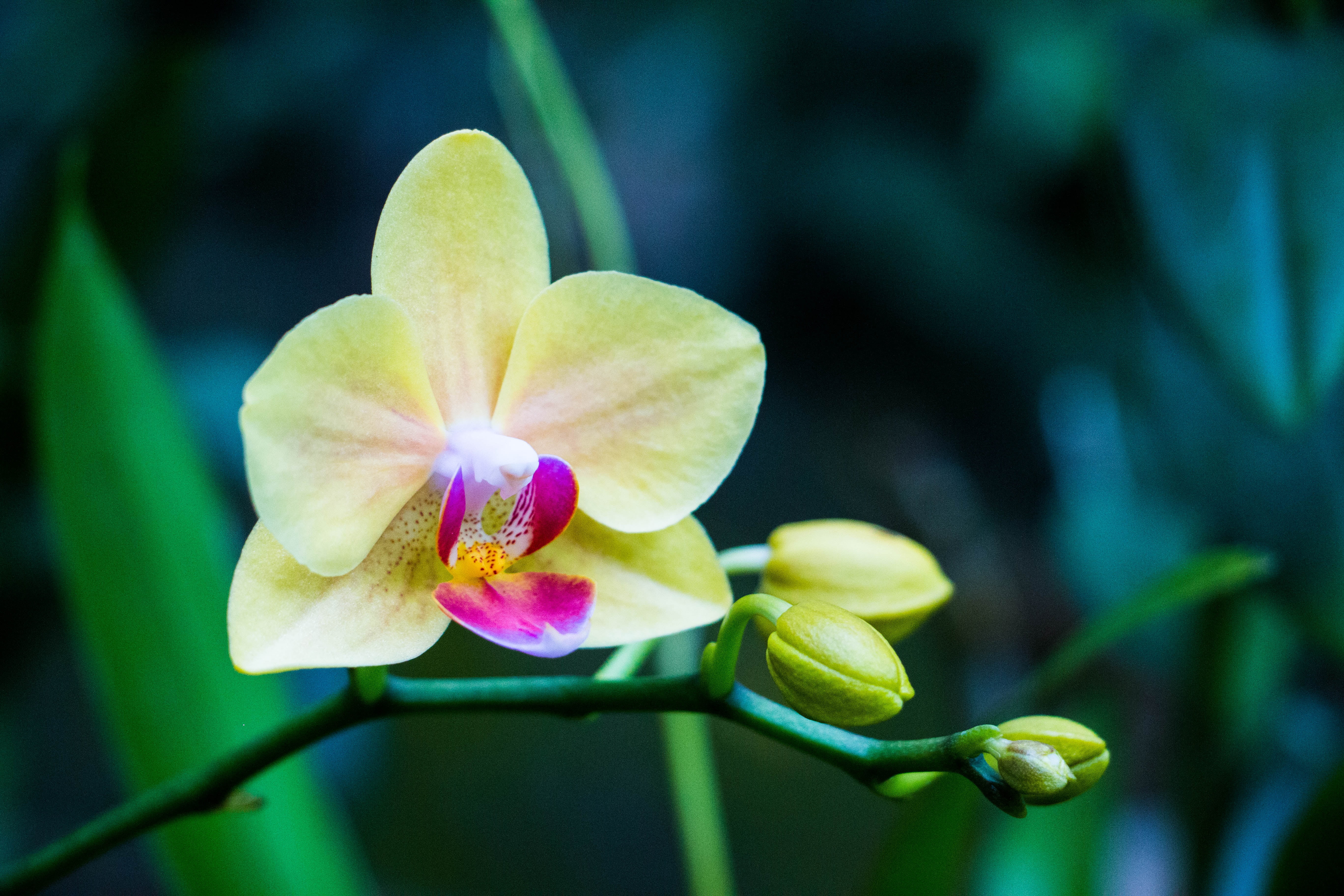 purple, outdoors, petal, vulnerability, inflorescence, growth, nature, green Color, bud, petals, no People, flower, close-up, fragility, macro, selective focus, HD Wallpaper
