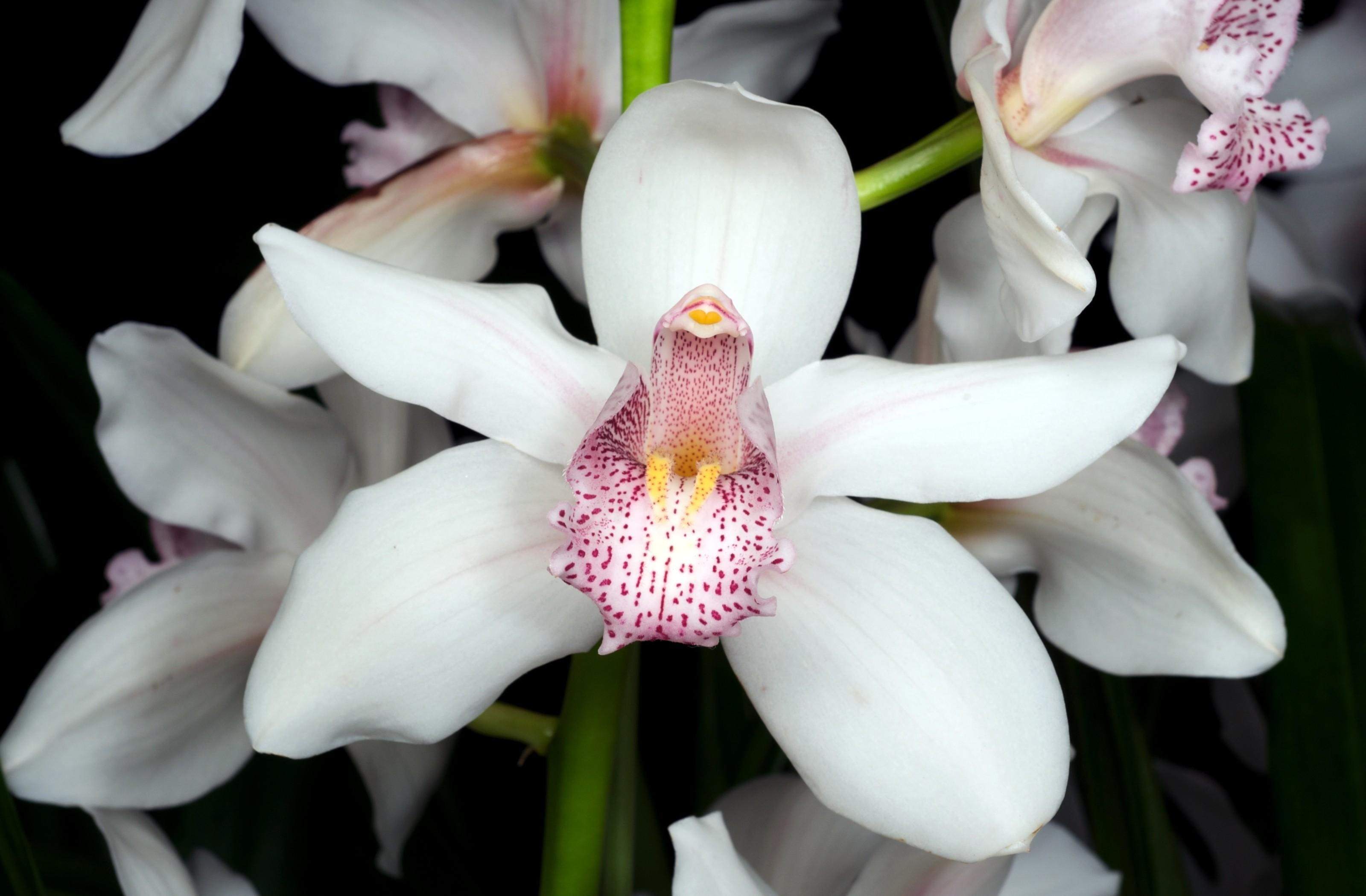 white, freshness, vulnerability, blossom, plant, fragility, backgrounds, branch, beauty In Nature, nature, leaf, pink, yellow, inflorescence, close-up, HD Wallpaper