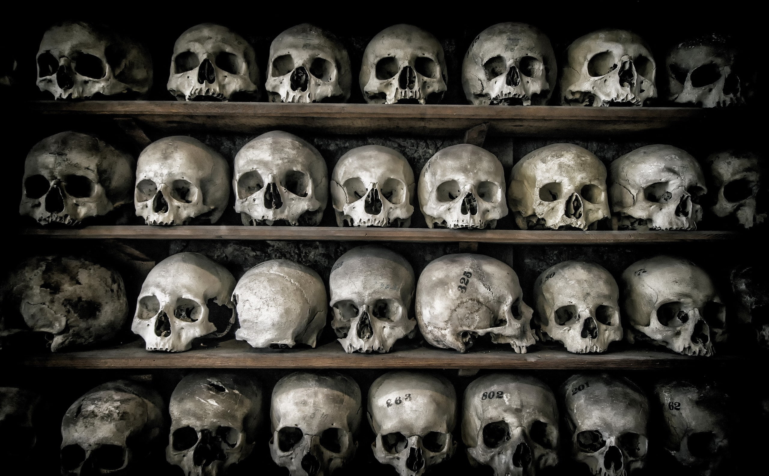 death, bones, skull, 2K, HD Wallpaper