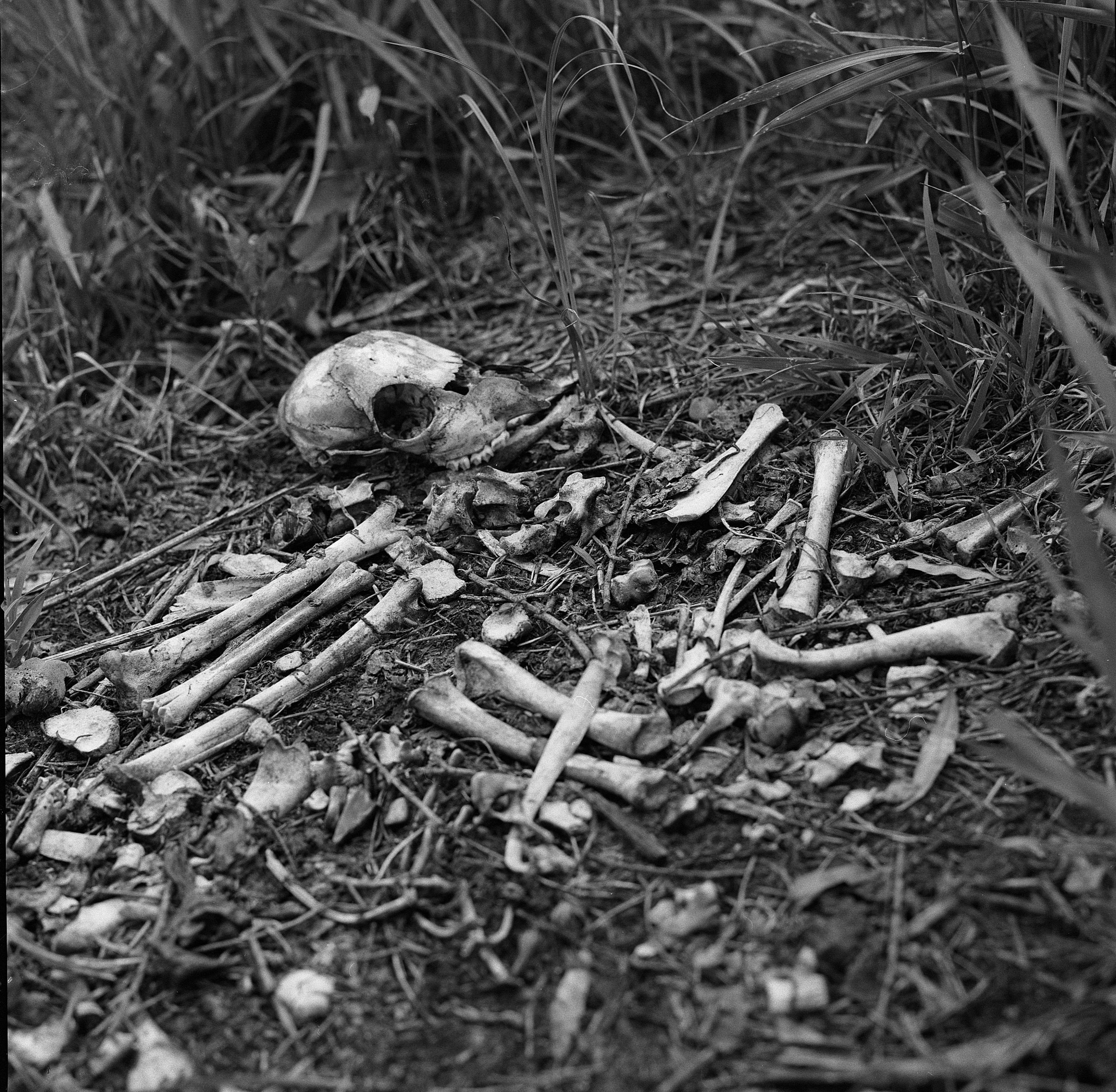 spooky, horror, anatomy, scary, gothic, day, cranium, forest, halloween, plant, dark, pile of bones, skull, dirt, dream, 4K, animal themes, rabbit, dead, HD Wallpaper
