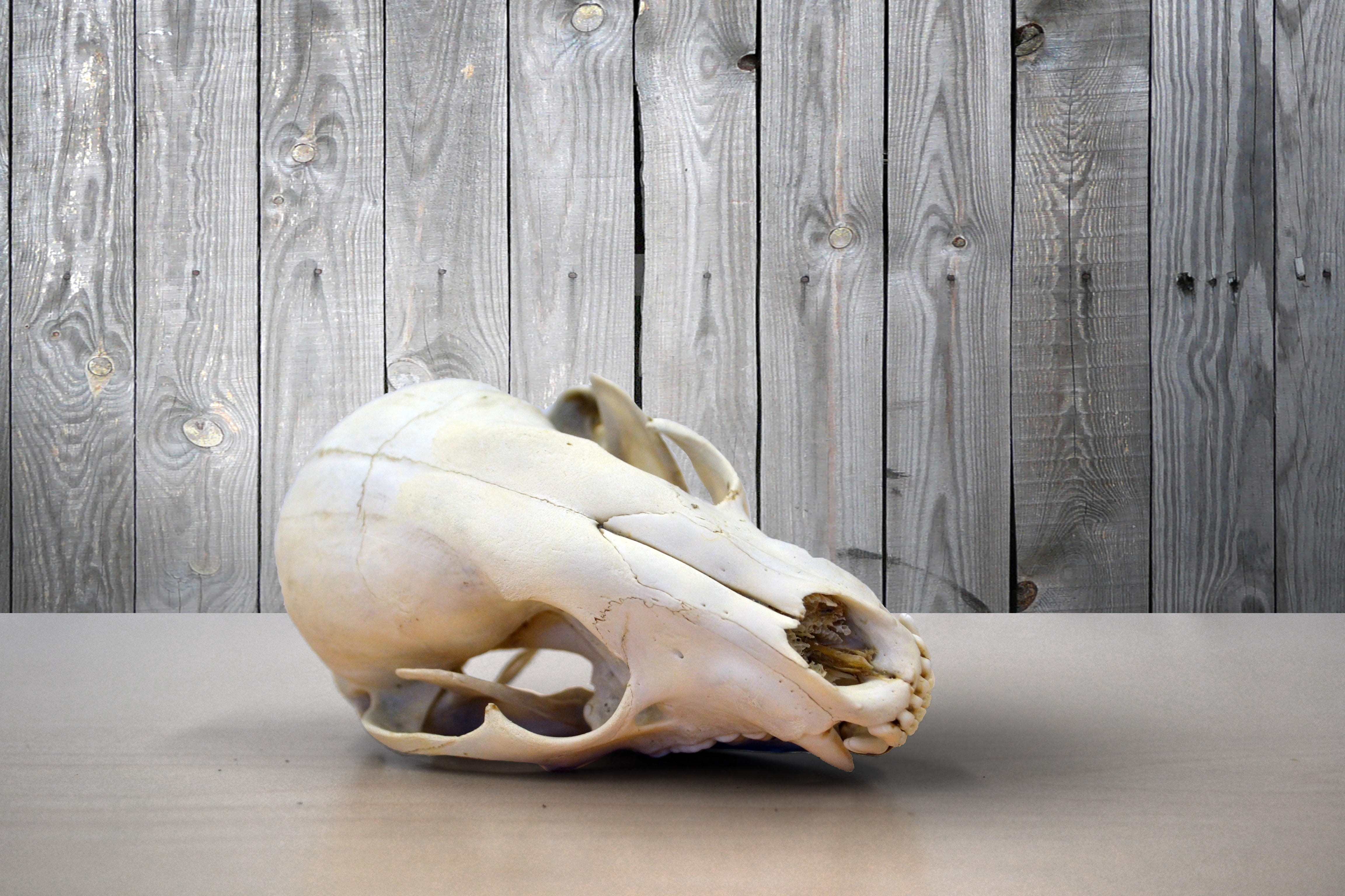 celebration, aged, mammal, cranium, decoration, gray, representation, sacrifice, history, photo, animal body part, nose, dry, skull, no people, culture, HD Wallpaper
