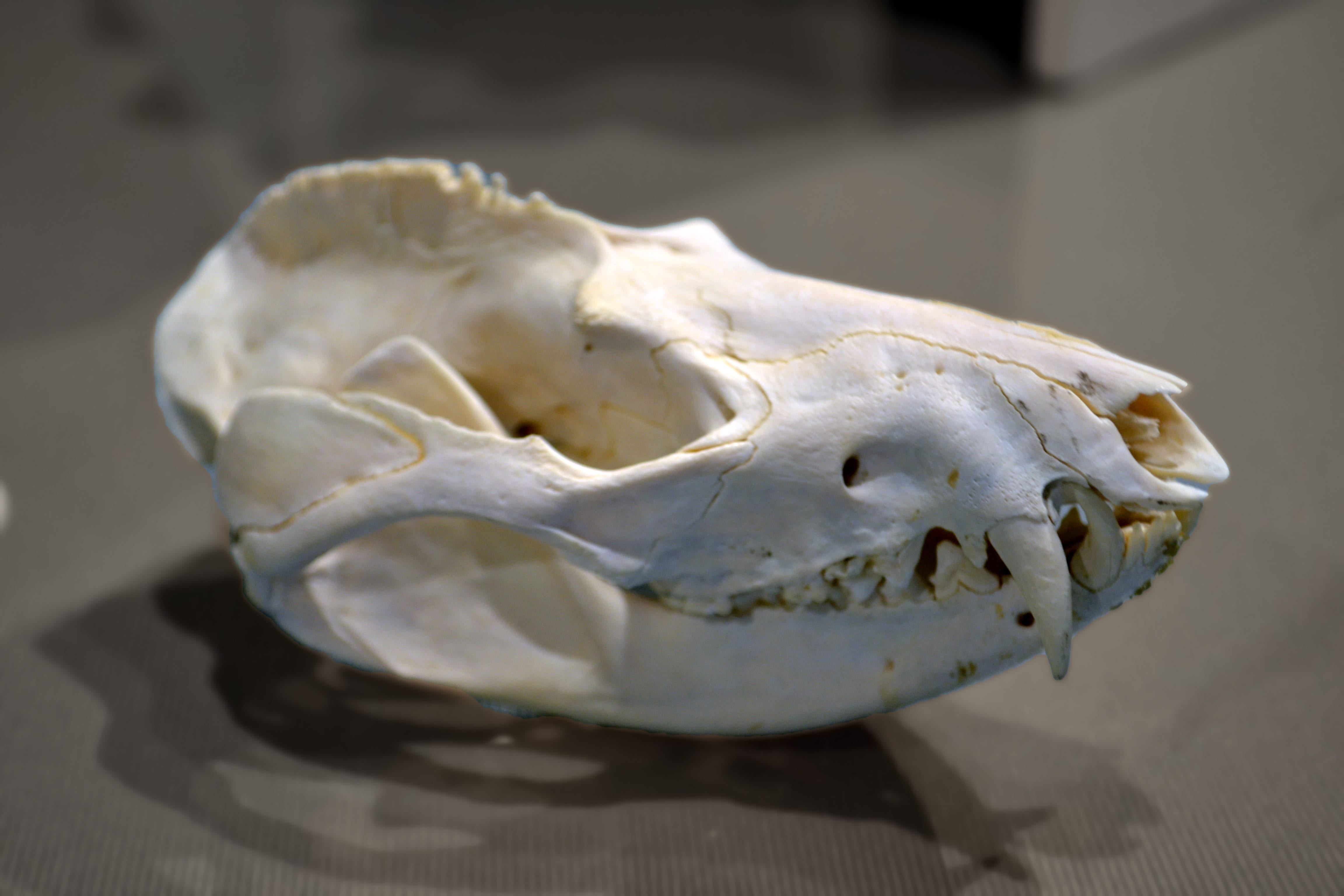 eye, animal skull, focus on foreground, cranium, white, close-up, anatomy, joint, single object, disgusting, lotor, skeleton, mandible, fear, hard, disgust, HD Wallpaper