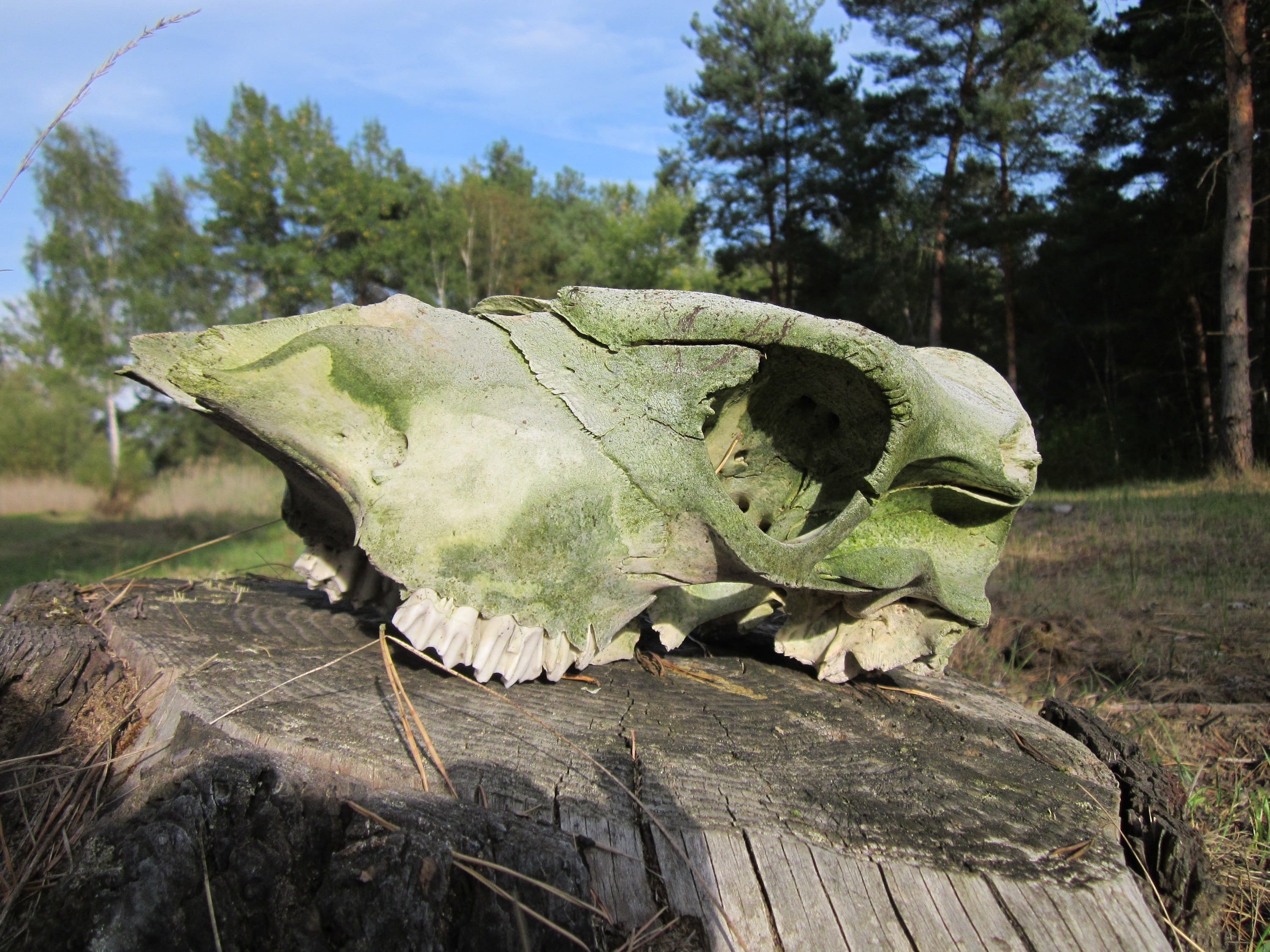 field, wood - material, tree, land, death, animal skull, symbol, 2K, skull, horror, outdoors, weathered, animal bone, nature, day, animal body part, bone, HD Wallpaper