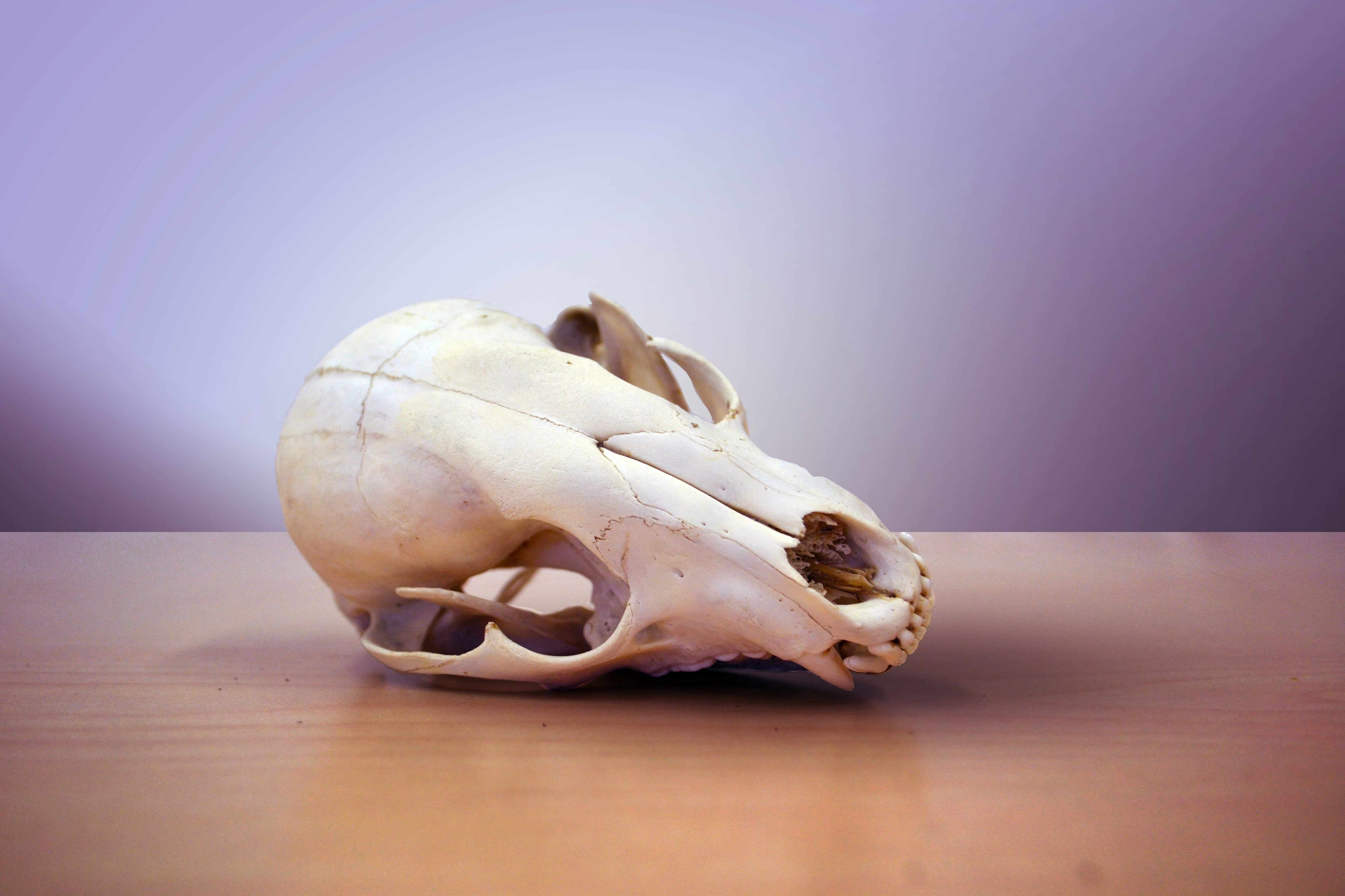 white, bones, food, table, dry, no people, body part, socket, animal, dark, aged, copy space, skull, aggression, bleached, teeth, anatomy, colored background, HD Wallpaper