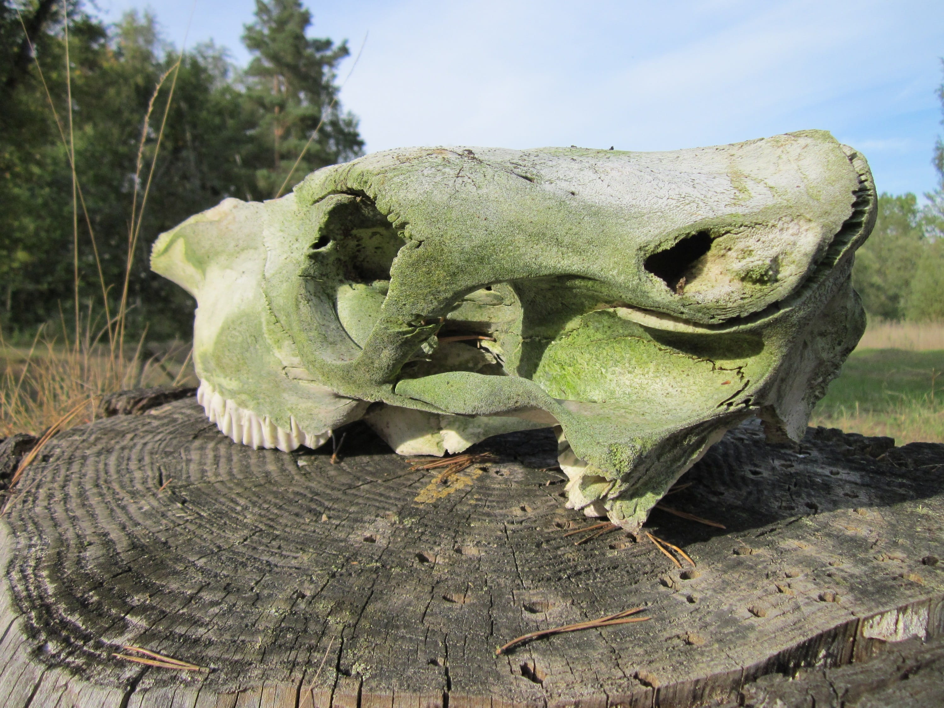 horror, land, sunlight, Skull, Death, old, no people, history, symbol, weathered, wood - material, statue, focus on foreground, Animal, Bone, Teeth, animal head, HD Wallpaper