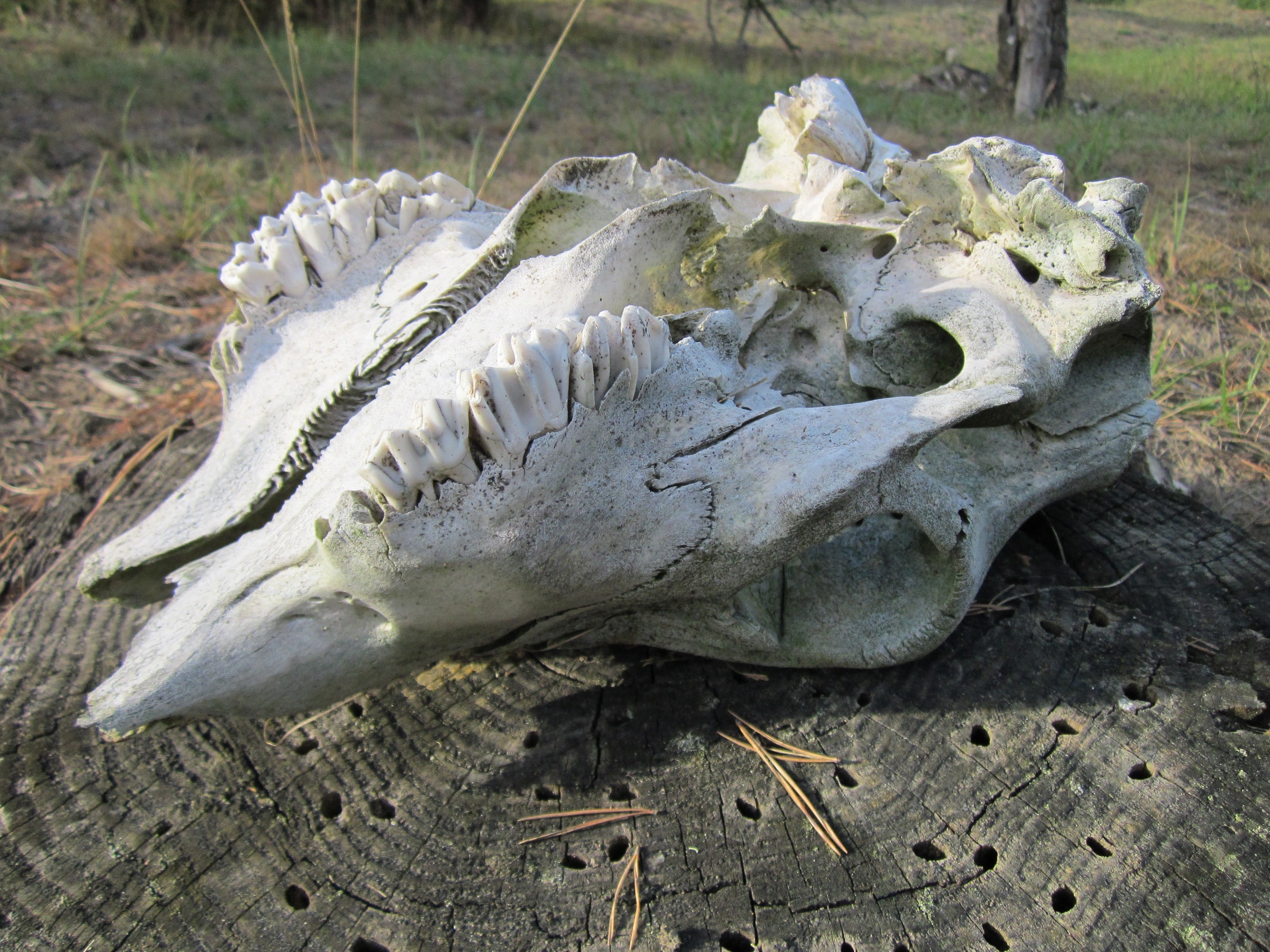 close-up, scary, skull, art and craft, crocodile, archaeology, day, vertebrate, nature, animal themes, horror, teeth, bone, weathered, death, high angle view, HD Wallpaper