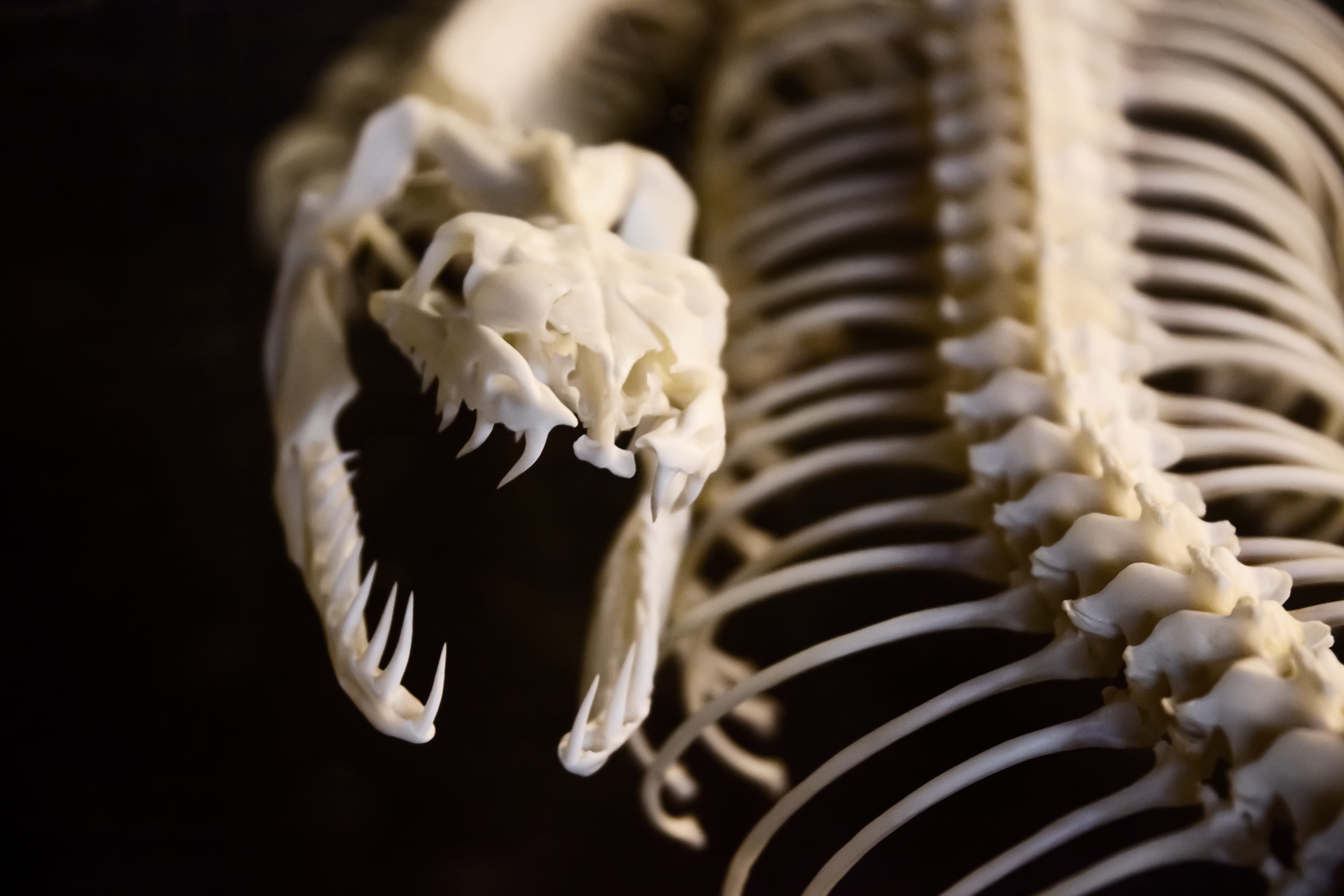 wildlife, bone, animal, 4K, bones, human skeleton, nature, indoors, animal wildlife, animal themes, death, head, skull, danger, close-up, no people, skeleton, HD Wallpaper