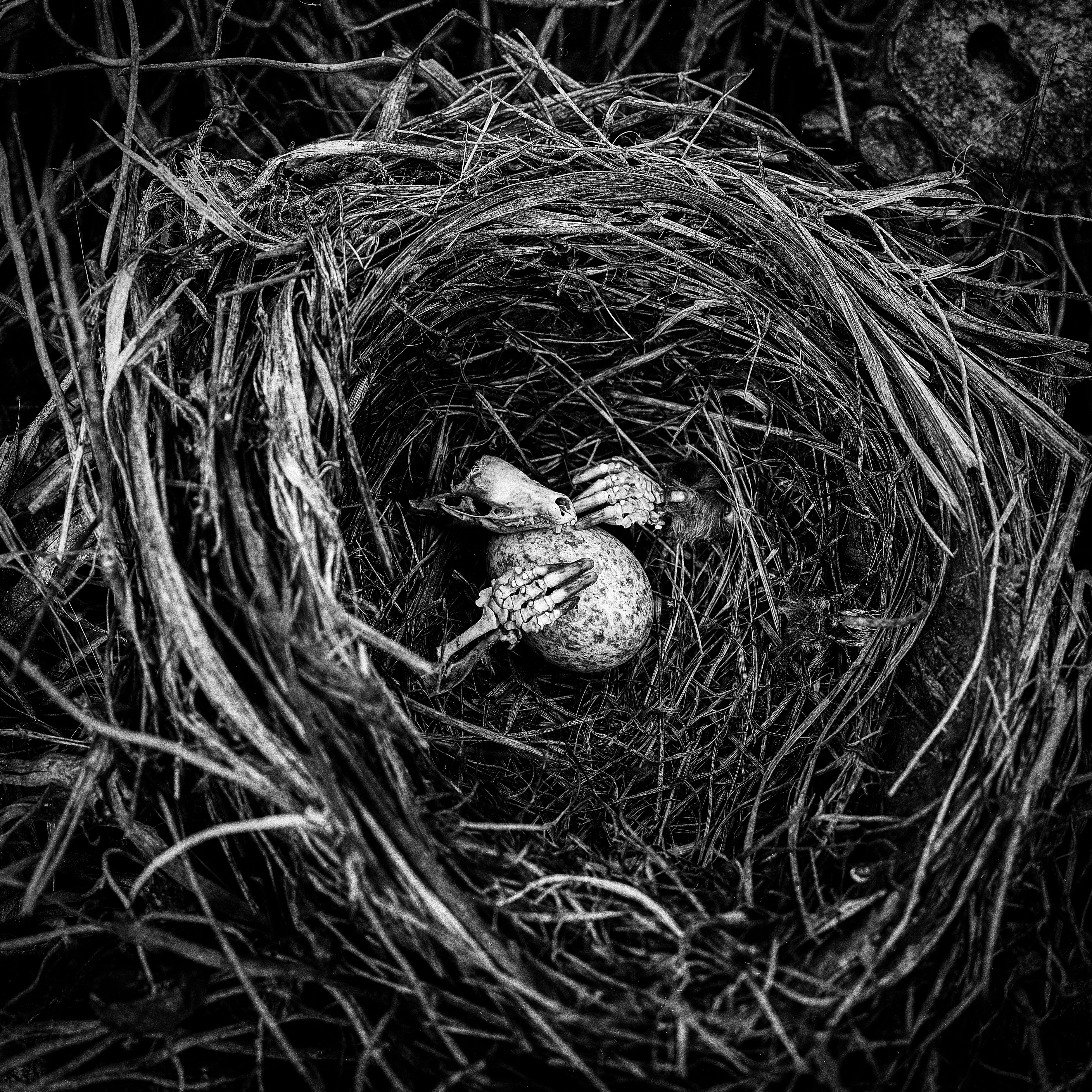 plant, animal themes, nest, one animal, nature, mood, 4K, bird, high angle view, dead, skeleton, autumn, no people, black, animal body part, grass, vertebrate, Phone HD Wallpaper