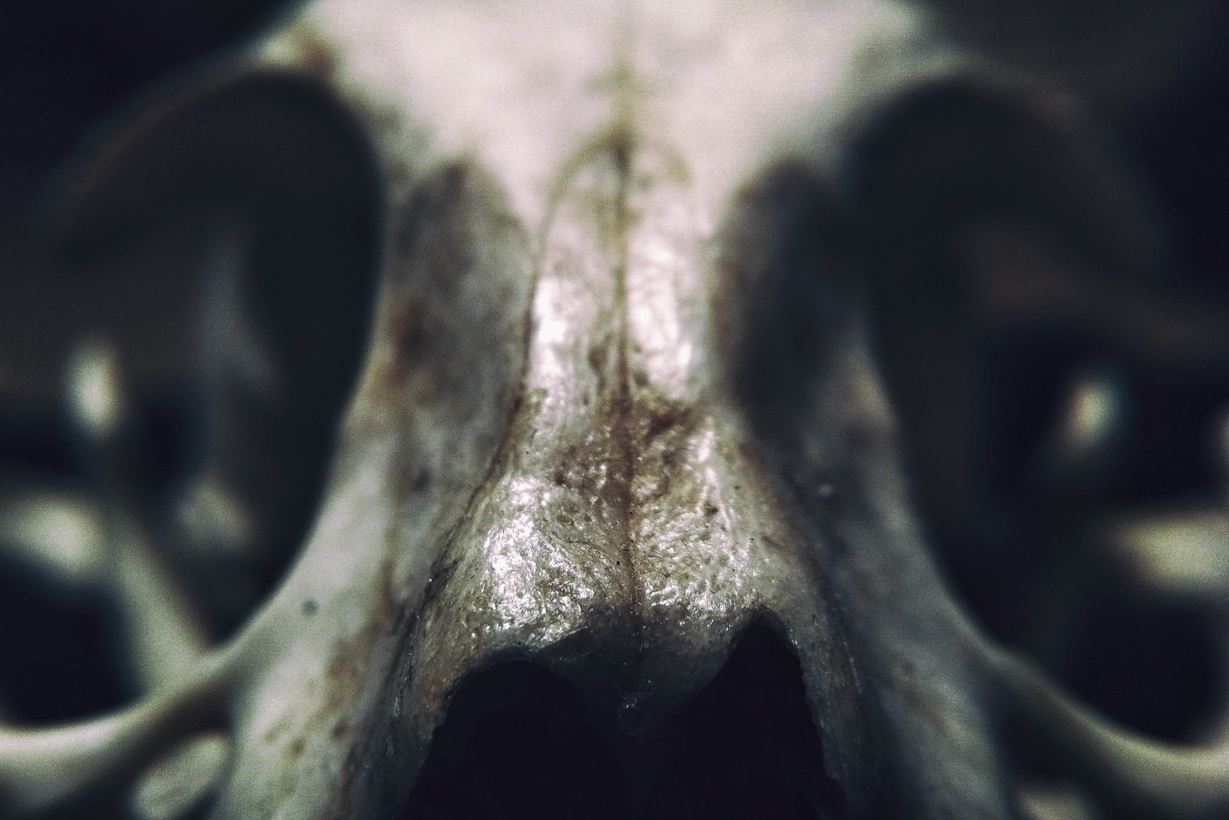 architecture, creature, creepy, mouth open, human representation, fear, macro, creativity, close-up, predator, selective focus, 1080P, male likeness, white, HD Wallpaper