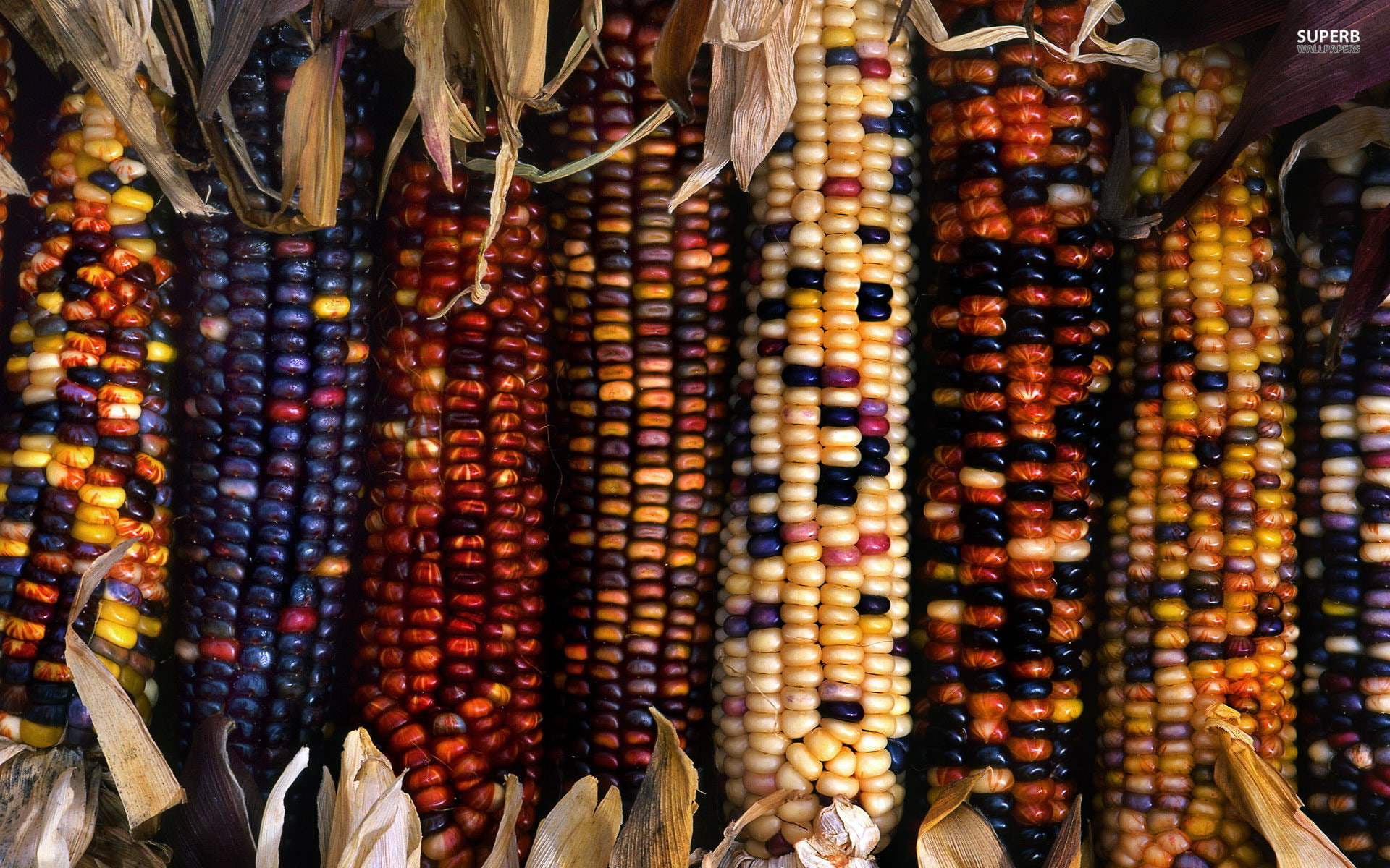 4k pics, 1920x1200, photography, Flint, Corn, 1080P, HD Wallpaper
