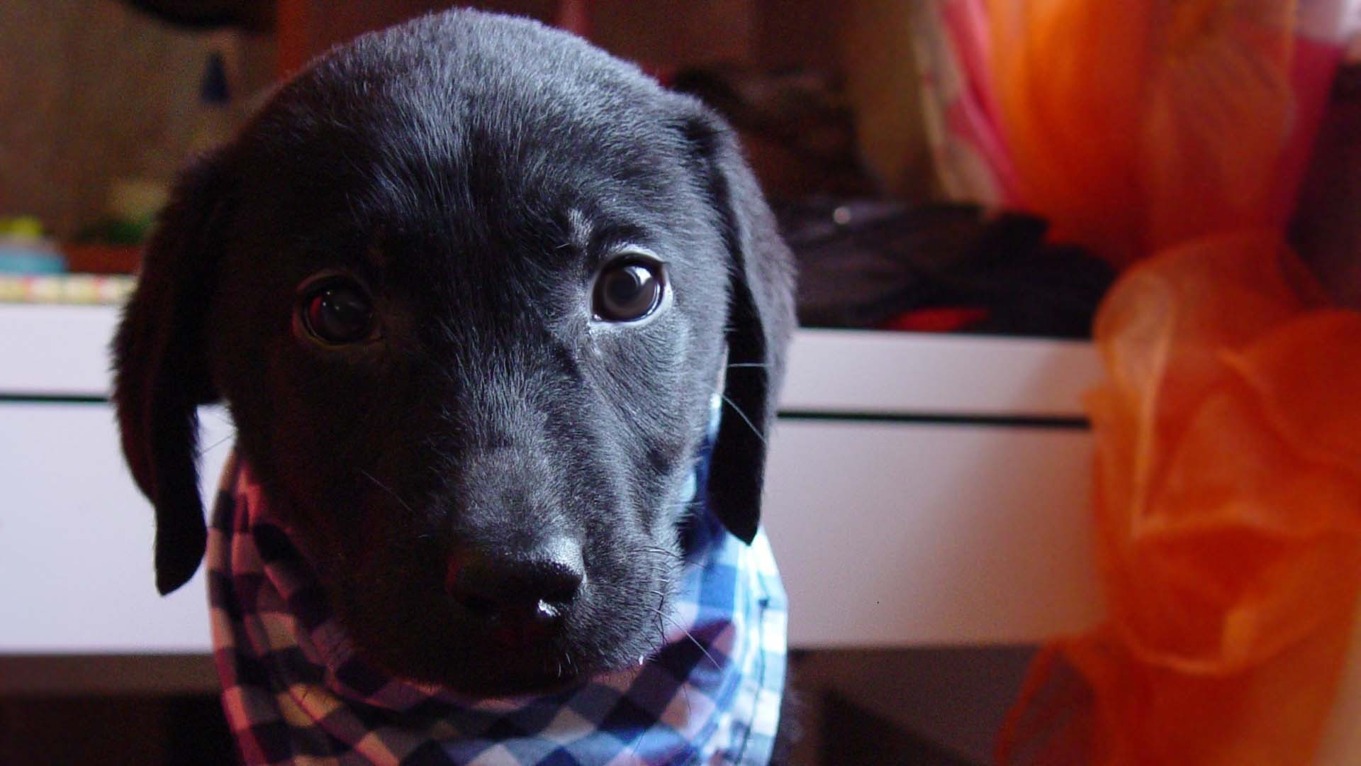 bandanas, 1080P, dog, animals, HD Wallpaper
