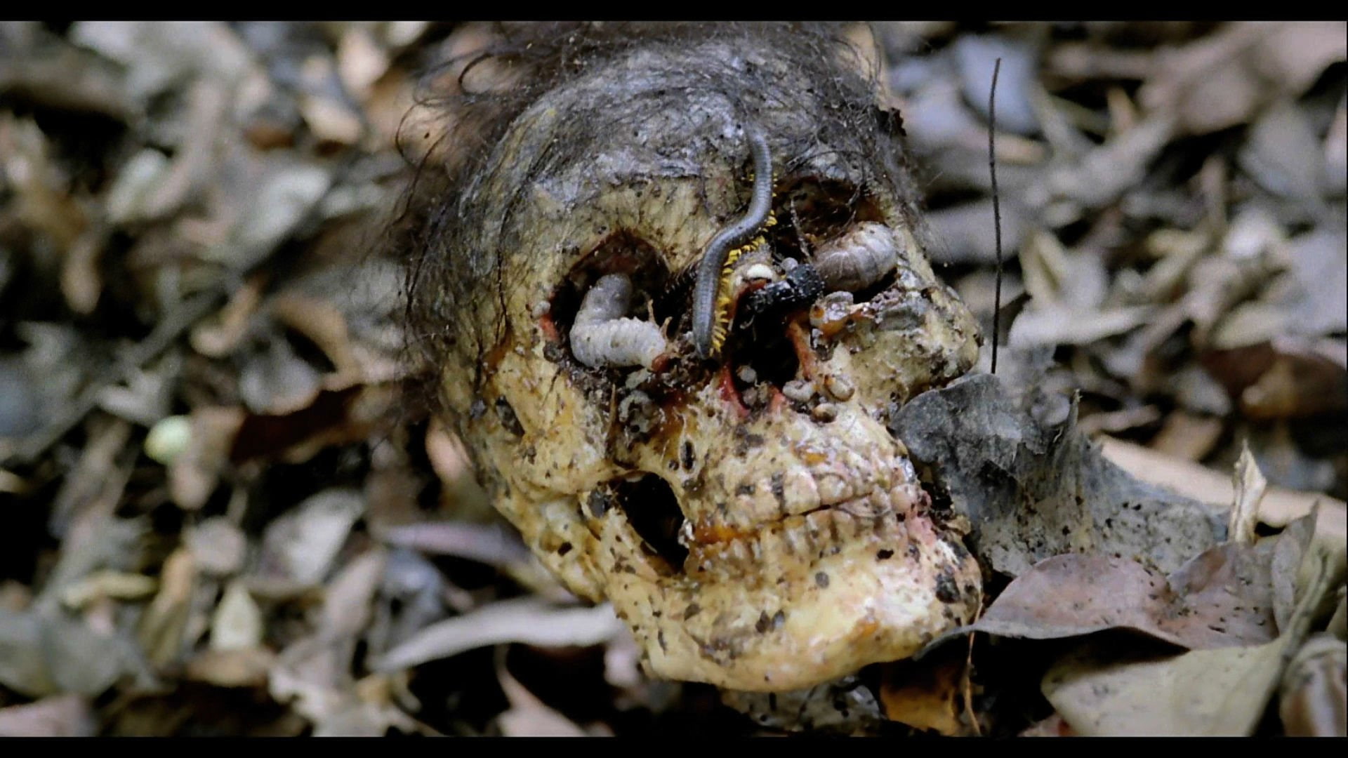 gore, cannibal, skull, 1080P, holocaust, horror, dark, adventure, HD Wallpaper