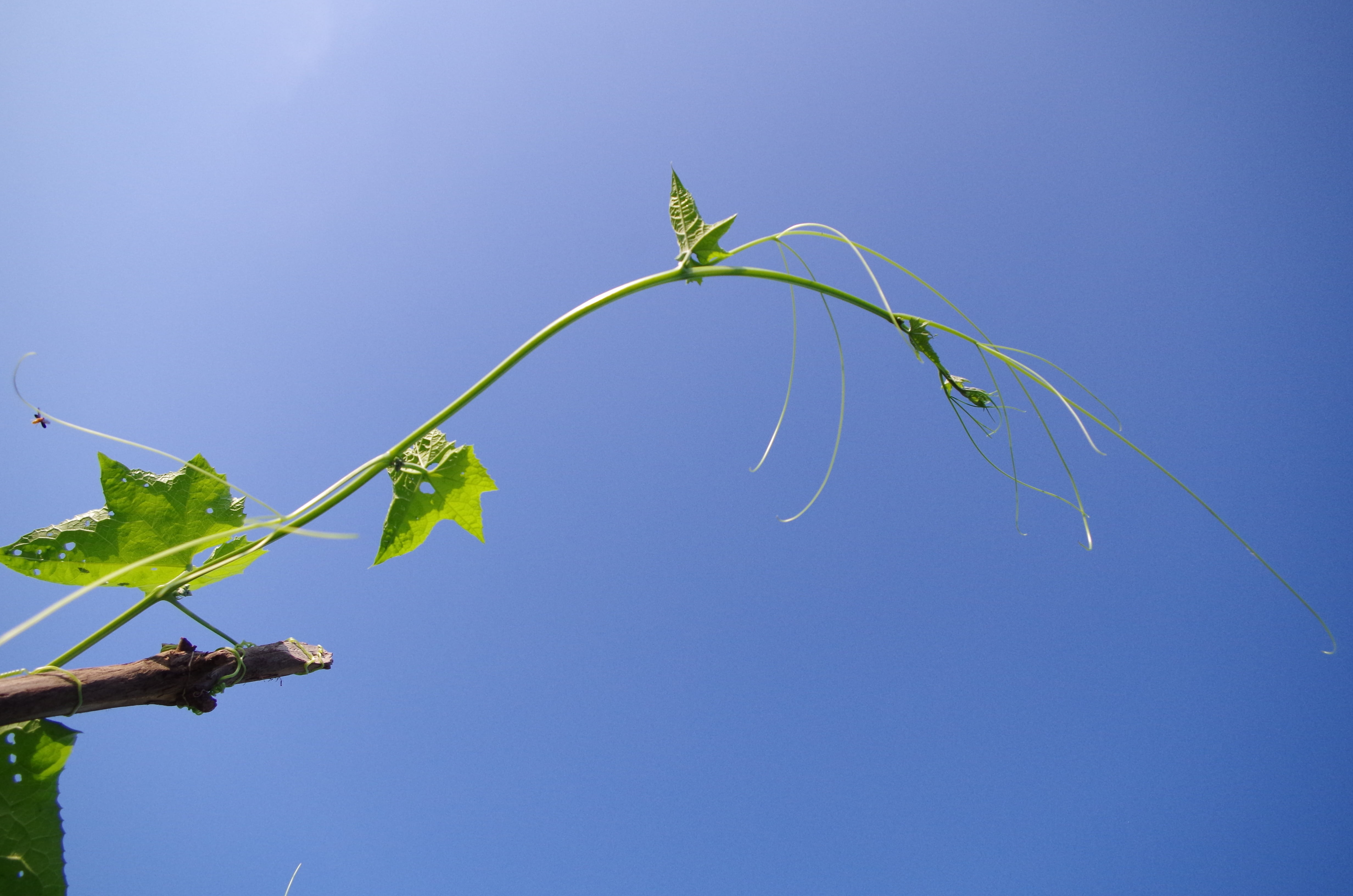 plant, tree, agriculture, plant part, no people, sky, low angle view, 4K, blue sky, day, flying, summer, beauty in nature, blue, vine, the cannibals, vineyard, HD Wallpaper