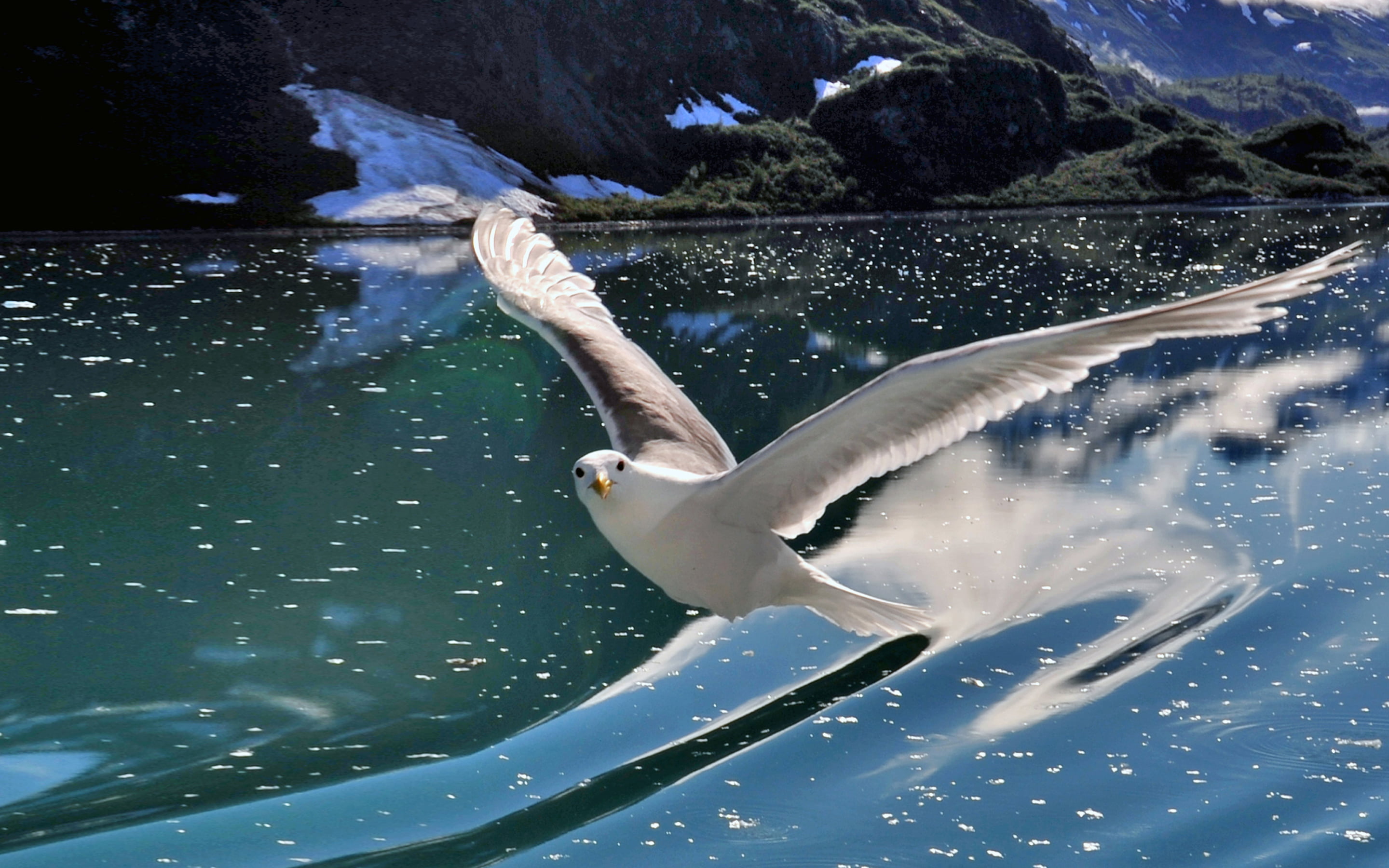 2K, white color, vertebrate, no people, marine, bird, swimming, splashing, desktop, animal themes, sea, outdoors, one animal, animals in the wild, nature, HD Wallpaper