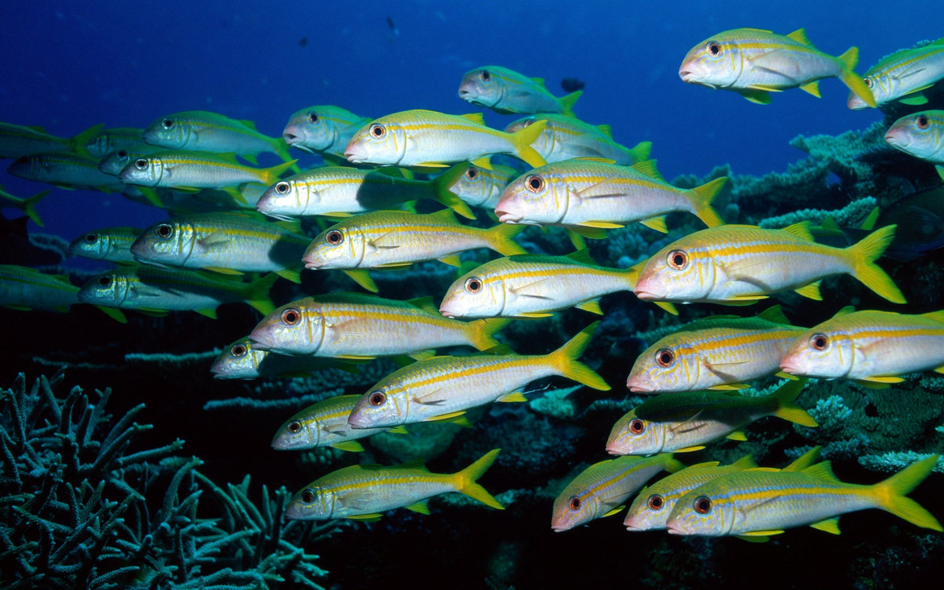 groups, world, Sea, Underwater, Fish, 1080P, HD Wallpaper