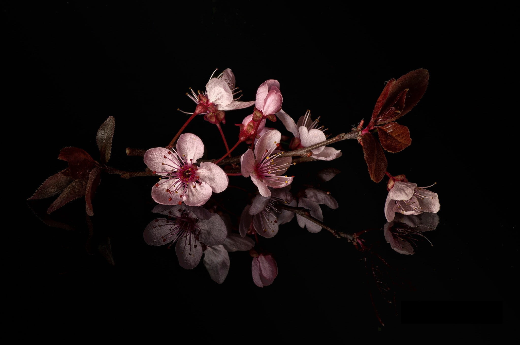 close-up, white, vulnerability, plant, beauty in nature, 1080P, bunch of flowers, fragility, inflorescence, decor, cherry tree, pink, flower head, growth, HD Wallpaper