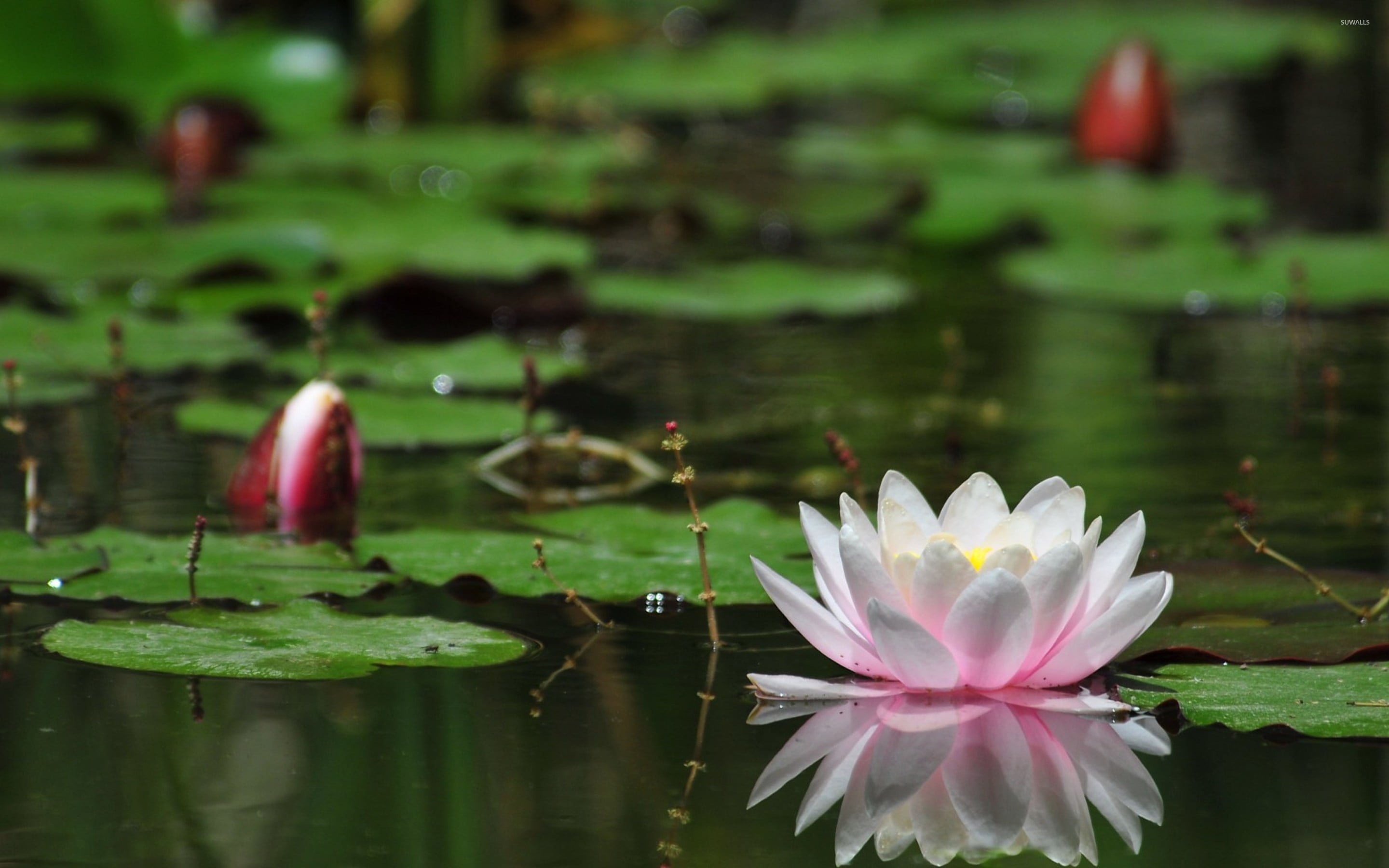 desktop, lake, flower head, purity, lily, flower, plant part, freshness, lotus, floating on water, leaf, water, plant, pink color, fragility, HD Wallpaper