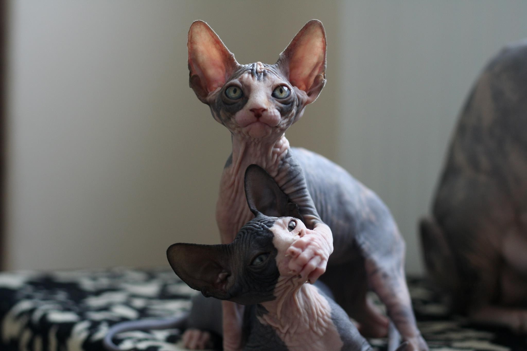 sphynx cat, 1080P, HD Wallpaper